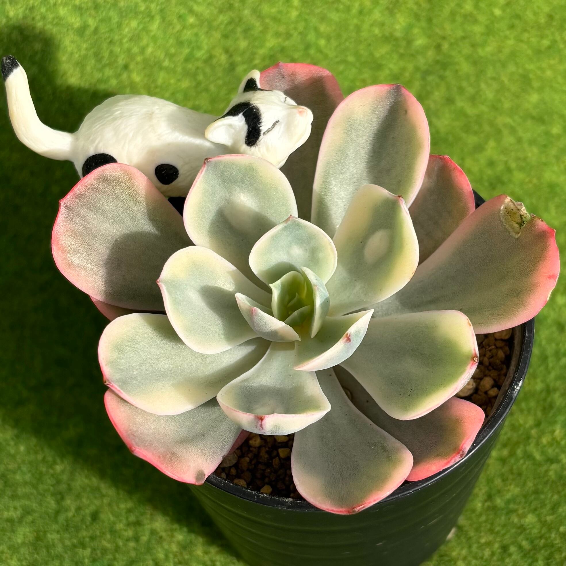 斑入り | 多肉植物 豆彦商店