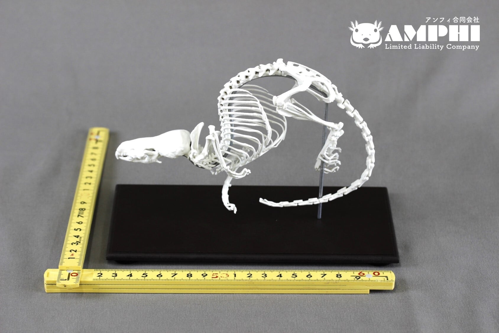 カワネズミ （Chimarrogale platycephalus）2倍拡大全身骨格レプリカ