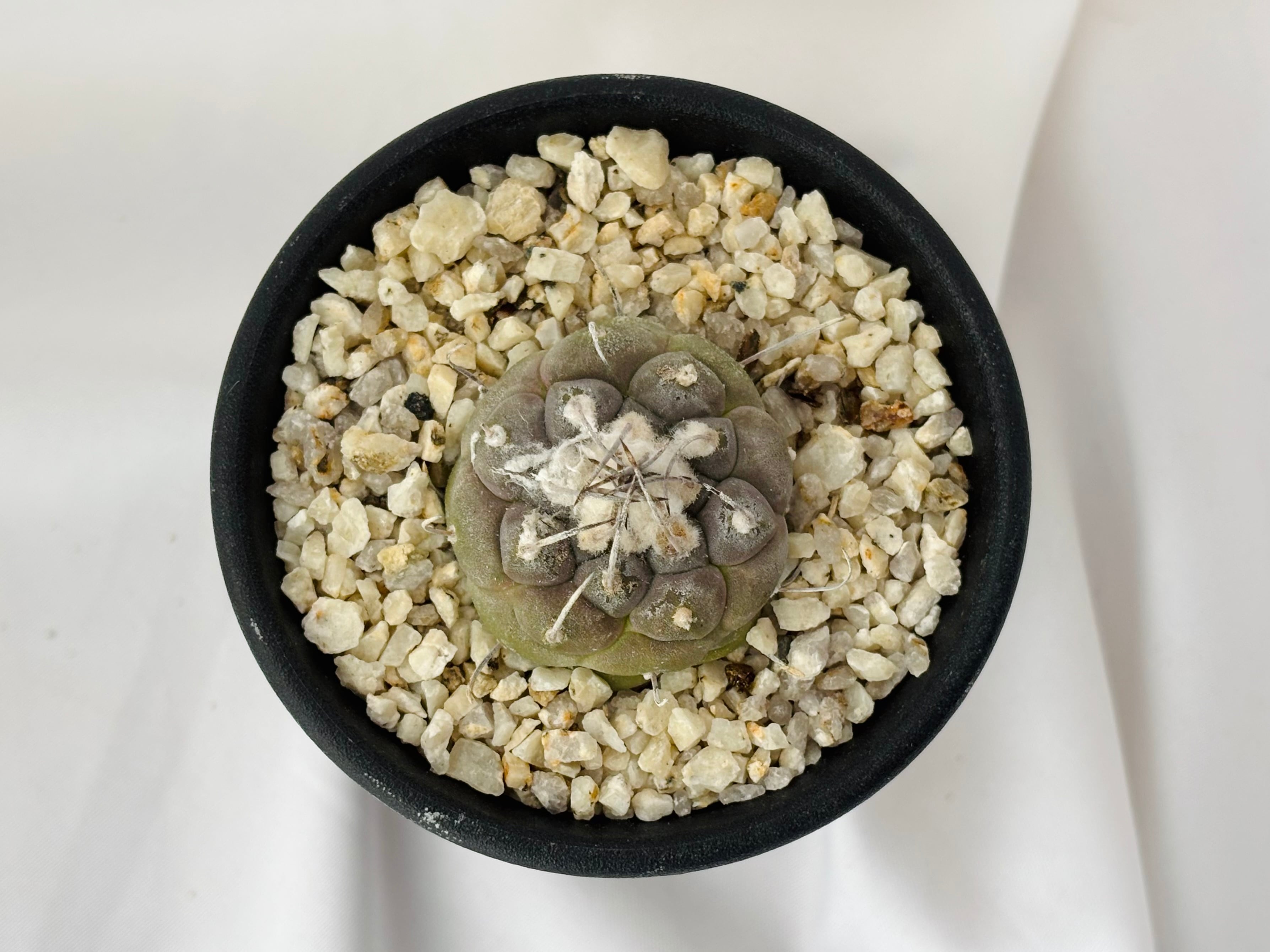 Turbinicarpus jauernigii ツルビニカルプス ハウエルニギー サボテン