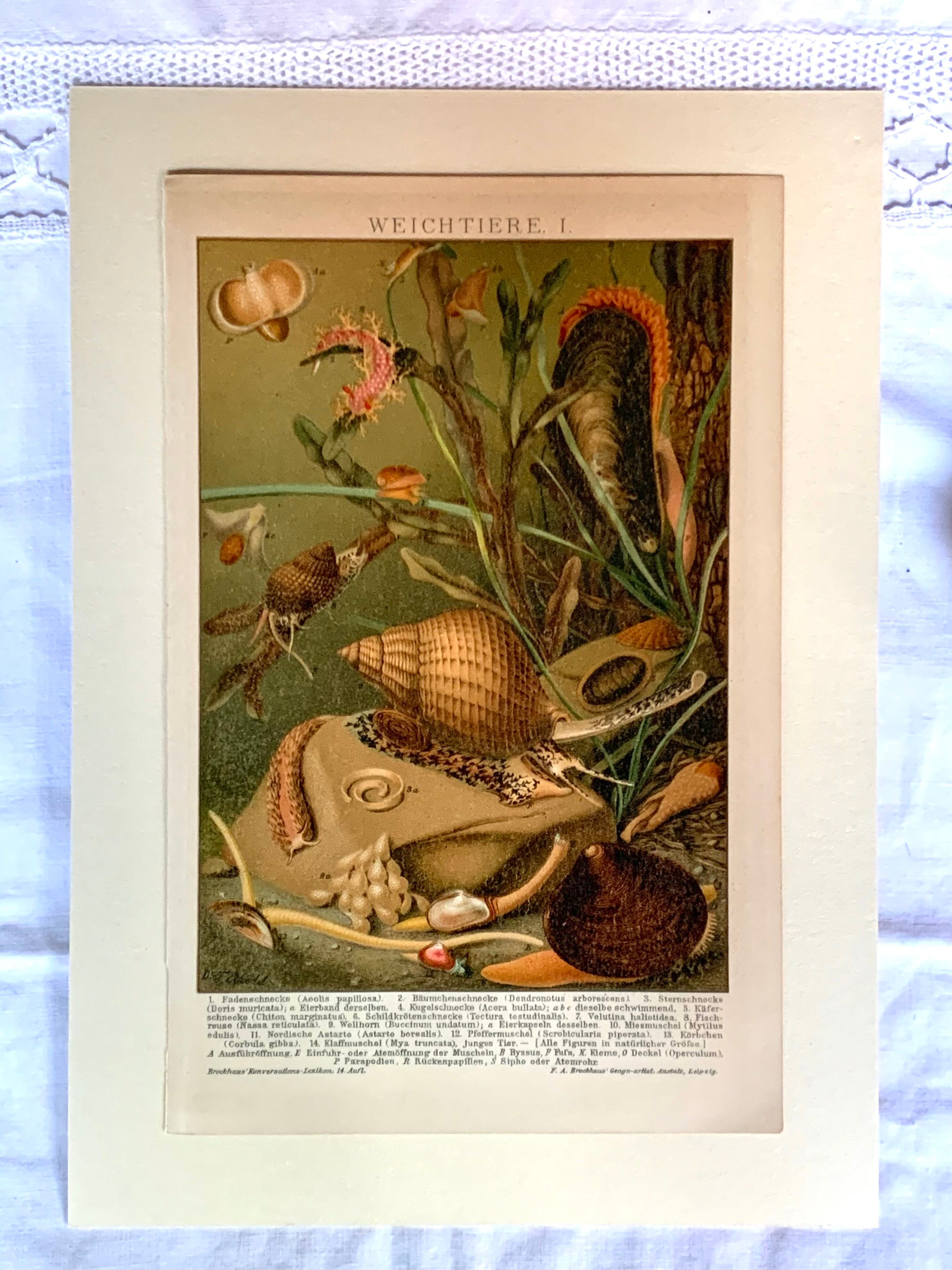 ドイツ アンティーク doremifa