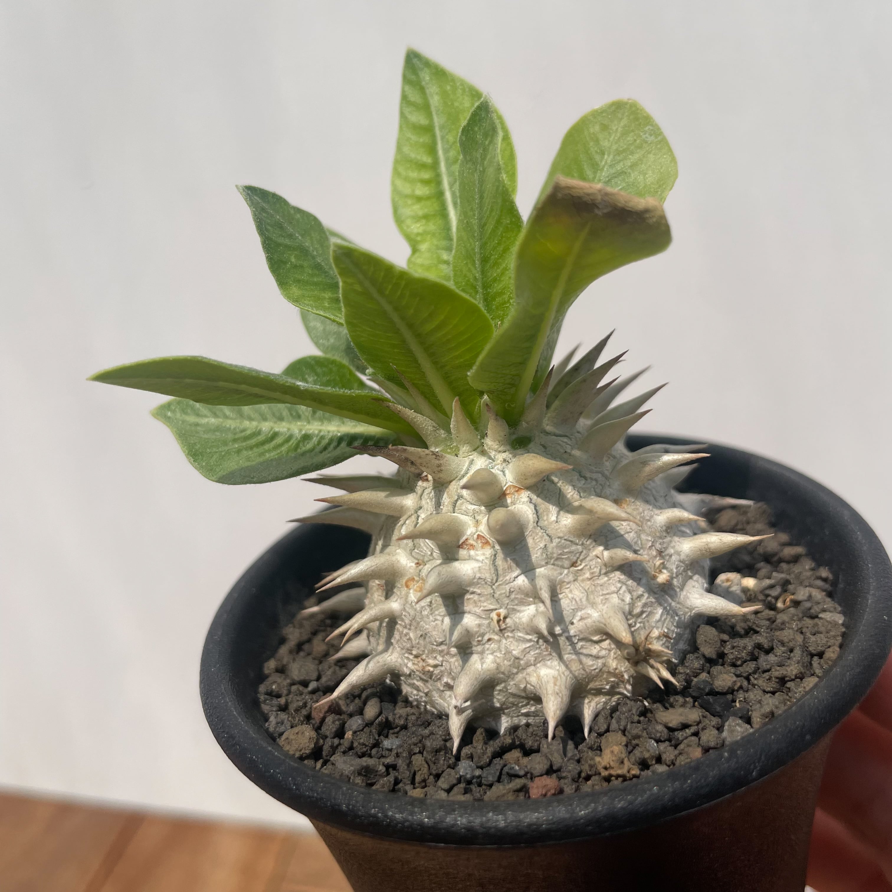 Pachypodium eburneum【パキポディウム・エブレネウム・実生