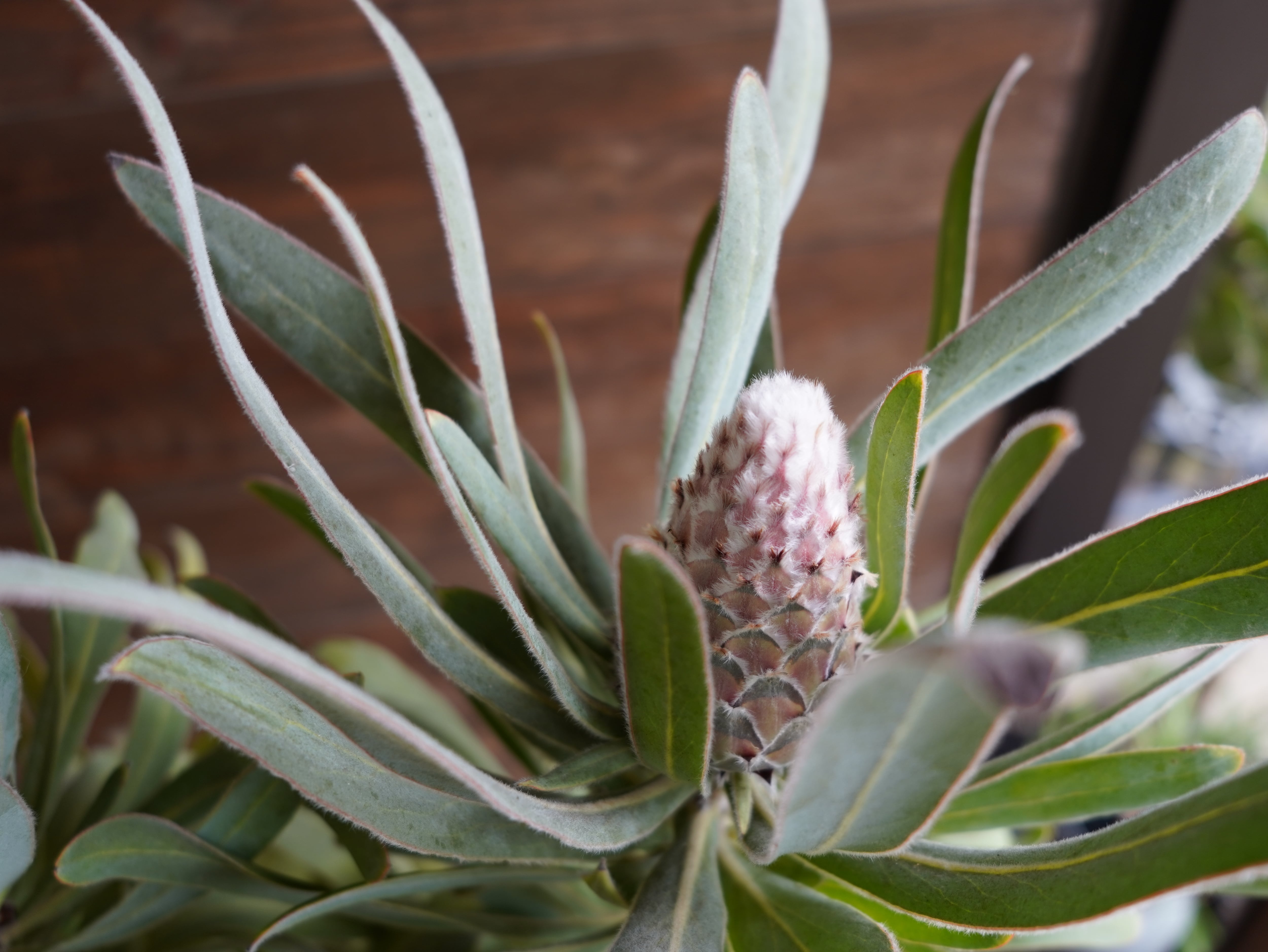 プロテア ジュリエット 10号（バンクシア、グレビレア、リューカ