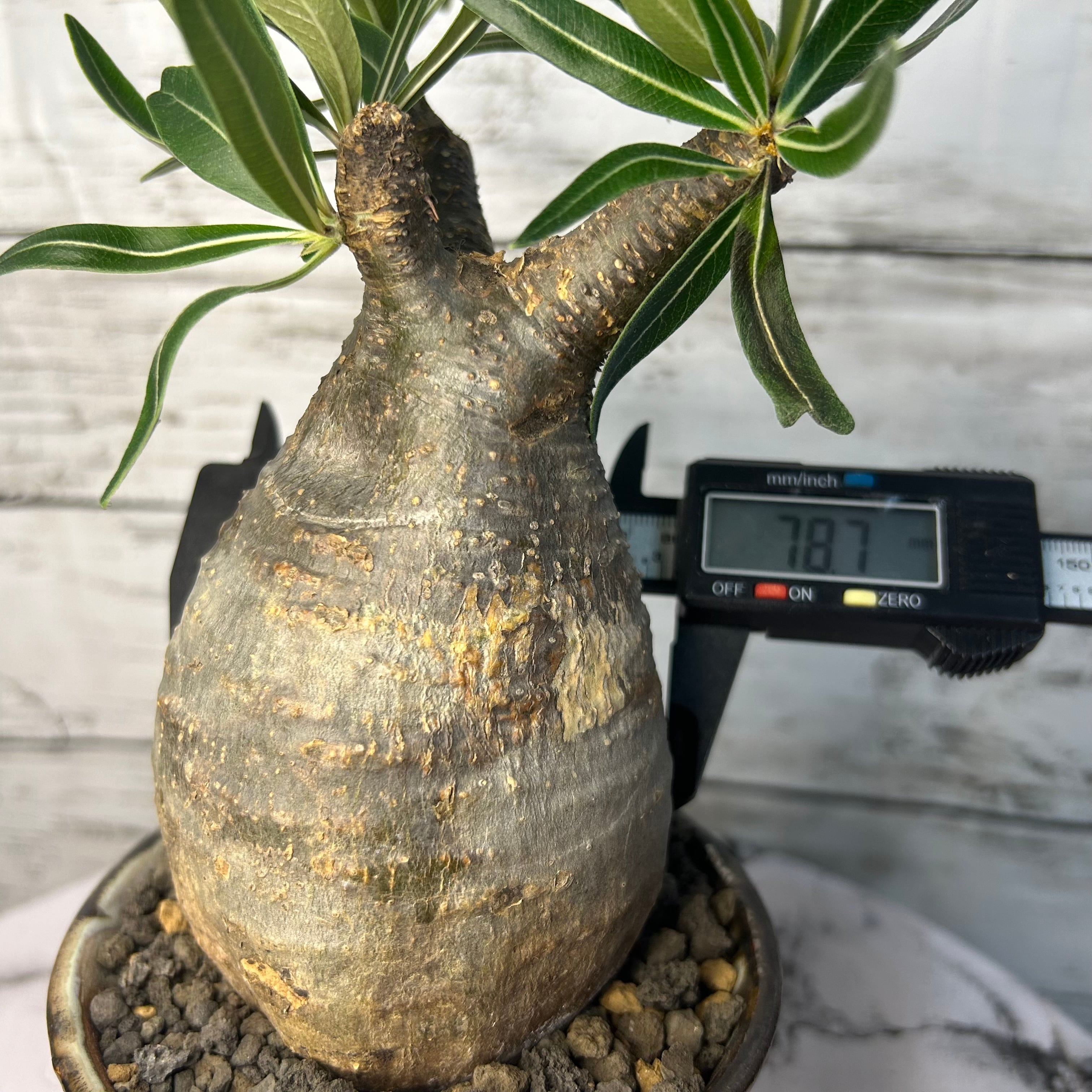 パキポディウム グラキリス 現地球(発根済み) 3号鉢入り(信楽焼) 塊根  