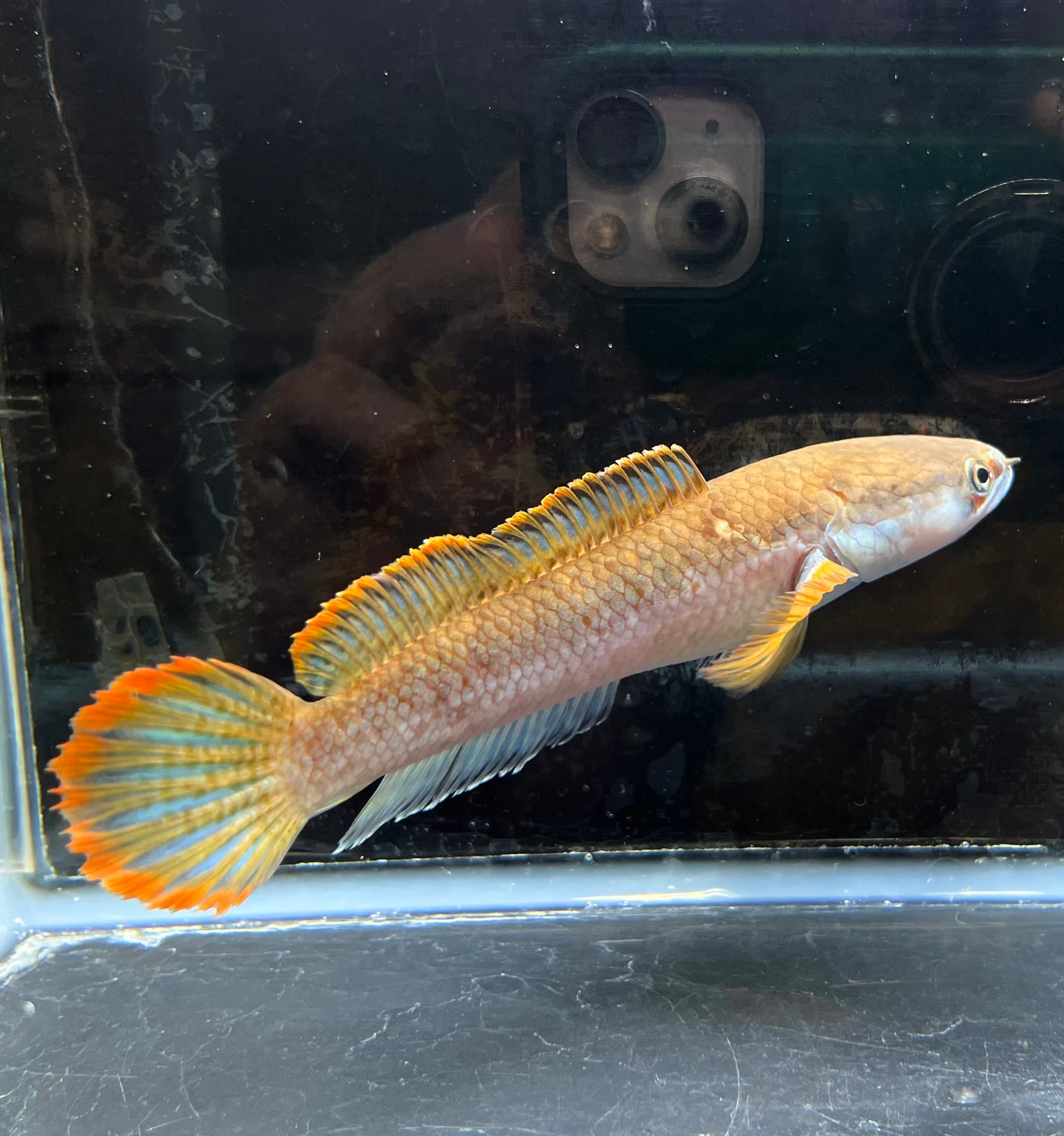 スネークヘッド | アクアショップあんじゅ