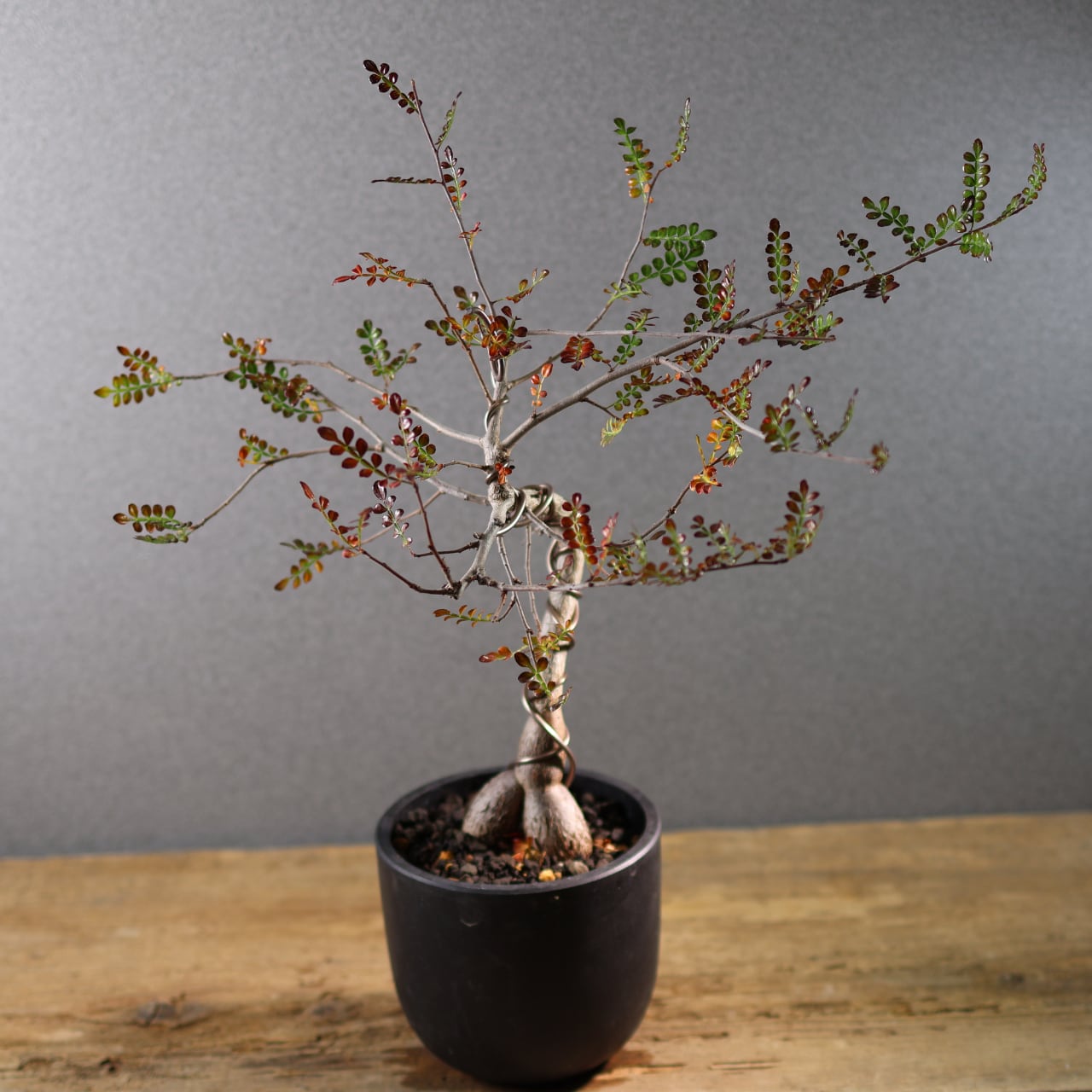 開墾植物　デカリー 582『オペルクリカリア デカリー』観葉植物【送料無料】 | MARX PLANTS