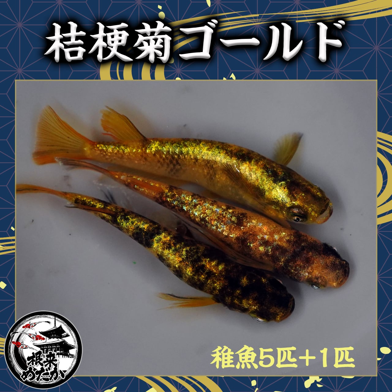 【5匹＋補償1匹】桔梗菊ゴールド