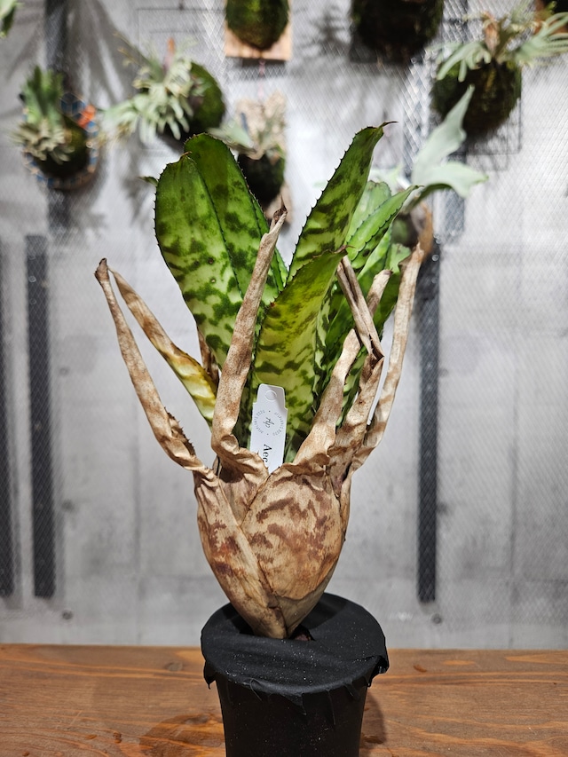 Aechmea. Orlandiana Rainbow【artPLANTs/PLANTS GARAGE】   オーランディアナ/Aechmea