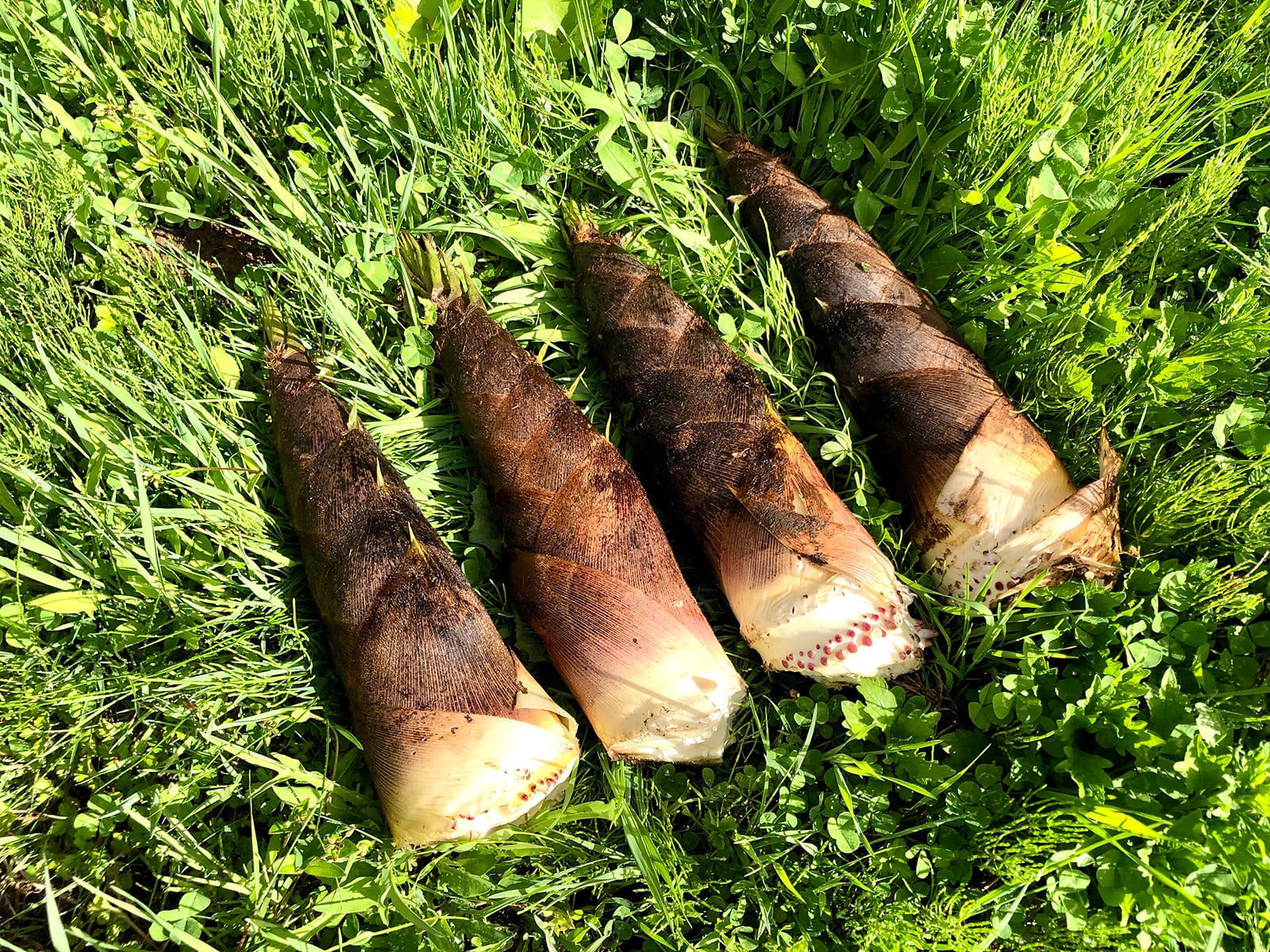 山形県庄内産】孟宗筍（水煮）缶詰 1缶 820g（固形量 500g）- 酒田市