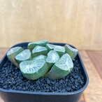 Haworthia【ハオルチア・特選万象・雪紫】 　
