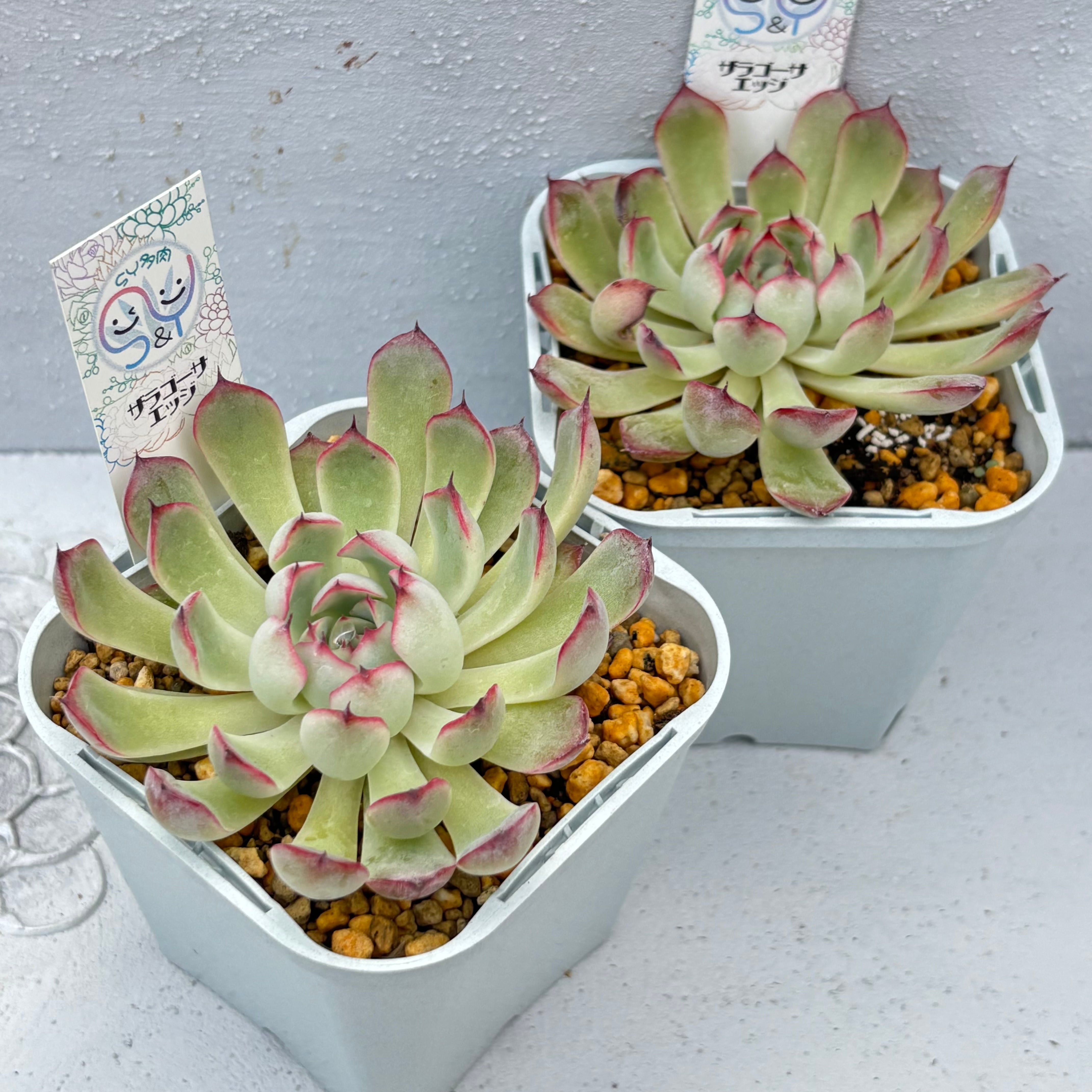 多肉植物 中国苗 韓国苗 販売ショップ SY多肉