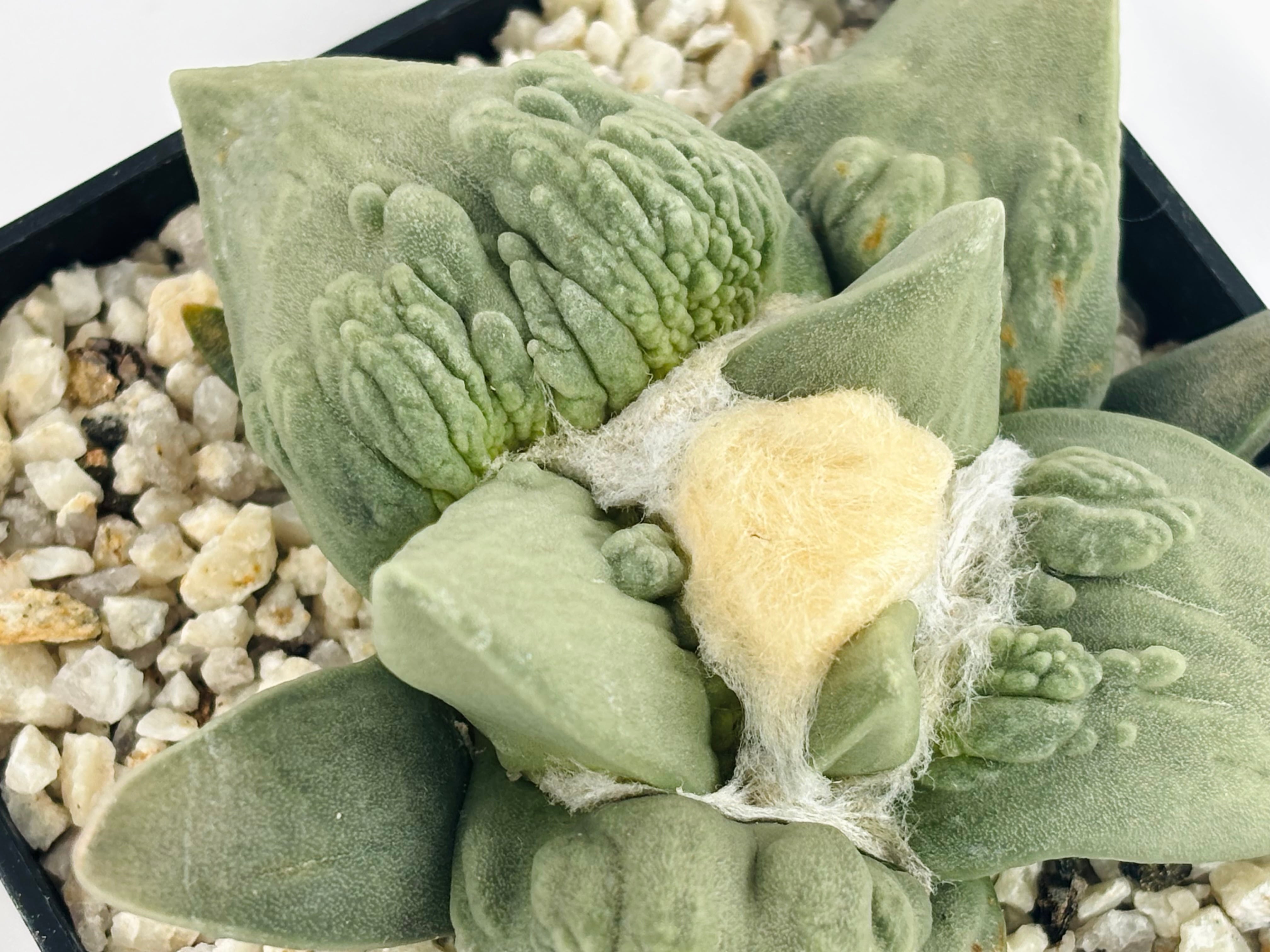 Ariocarpus Cauliflowermonst. アリオカルプス カリフラワー 花牡丹