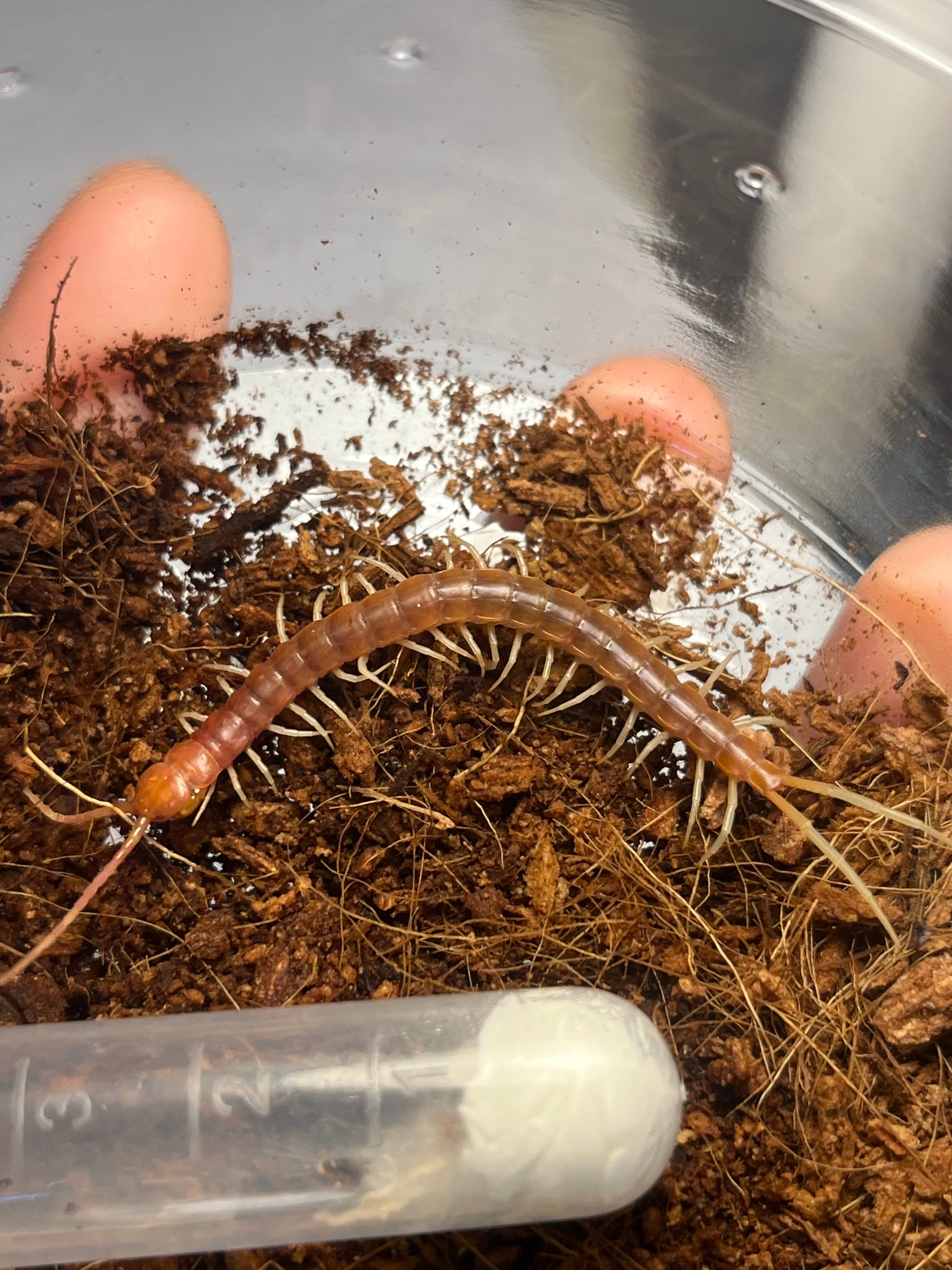 毒刺甲虫】サソリカミキリ 昆虫標本 Onychocerus scorpio ウスバ
