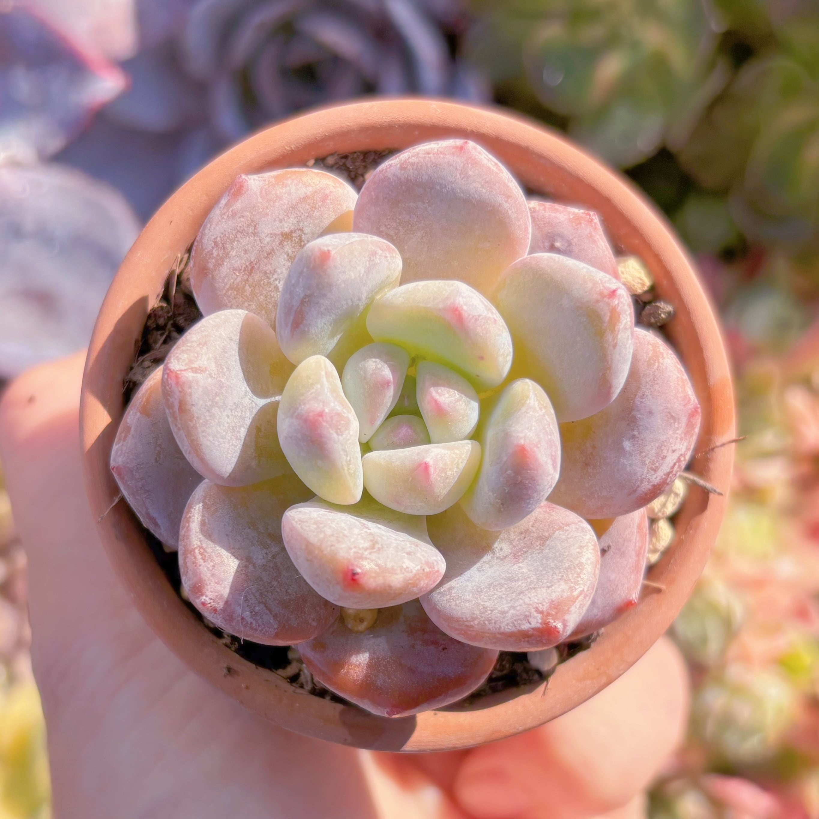 現品　アイスグリーンsp#C30　るる農園