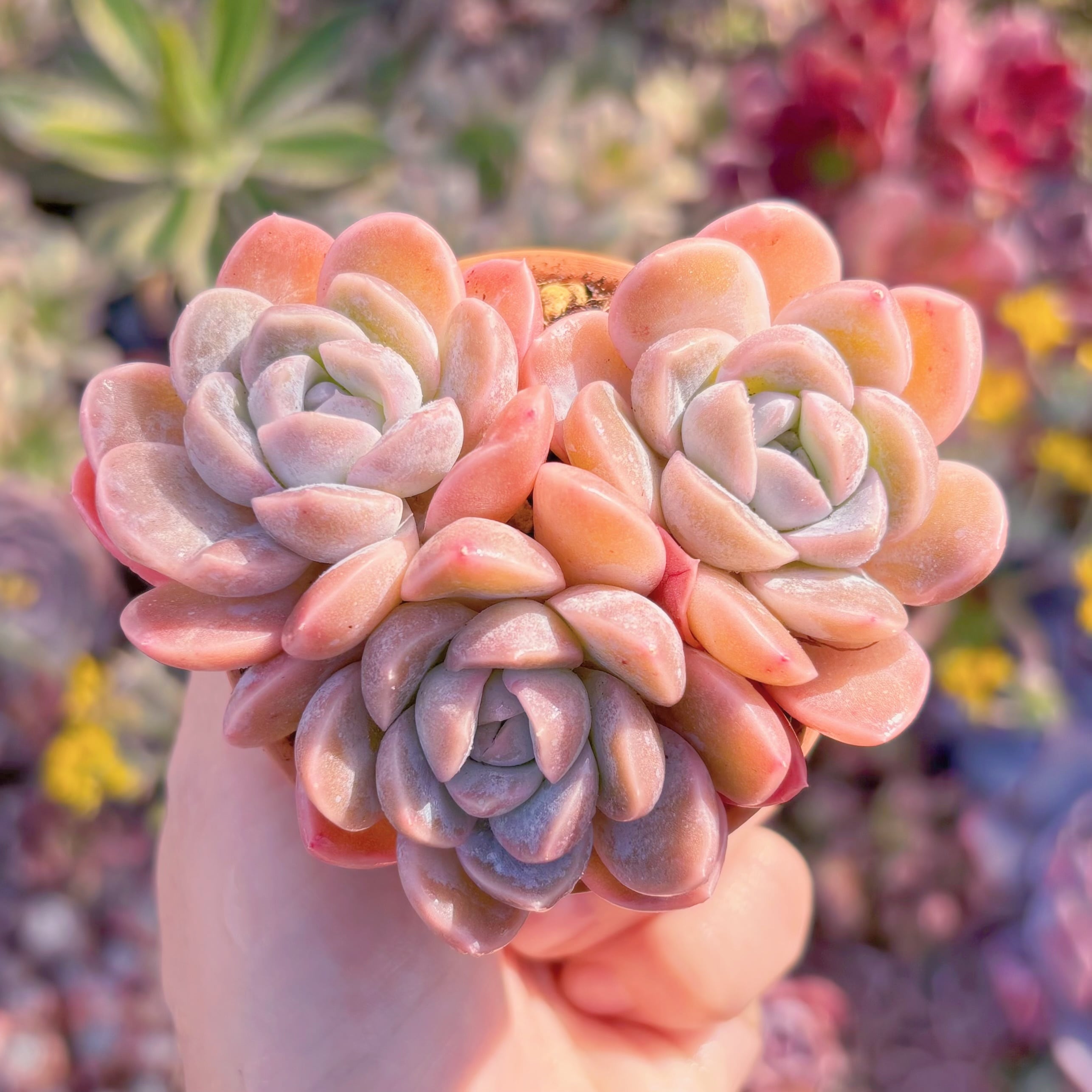 多肉植物　苺大福　群生　新入荷　るる農園