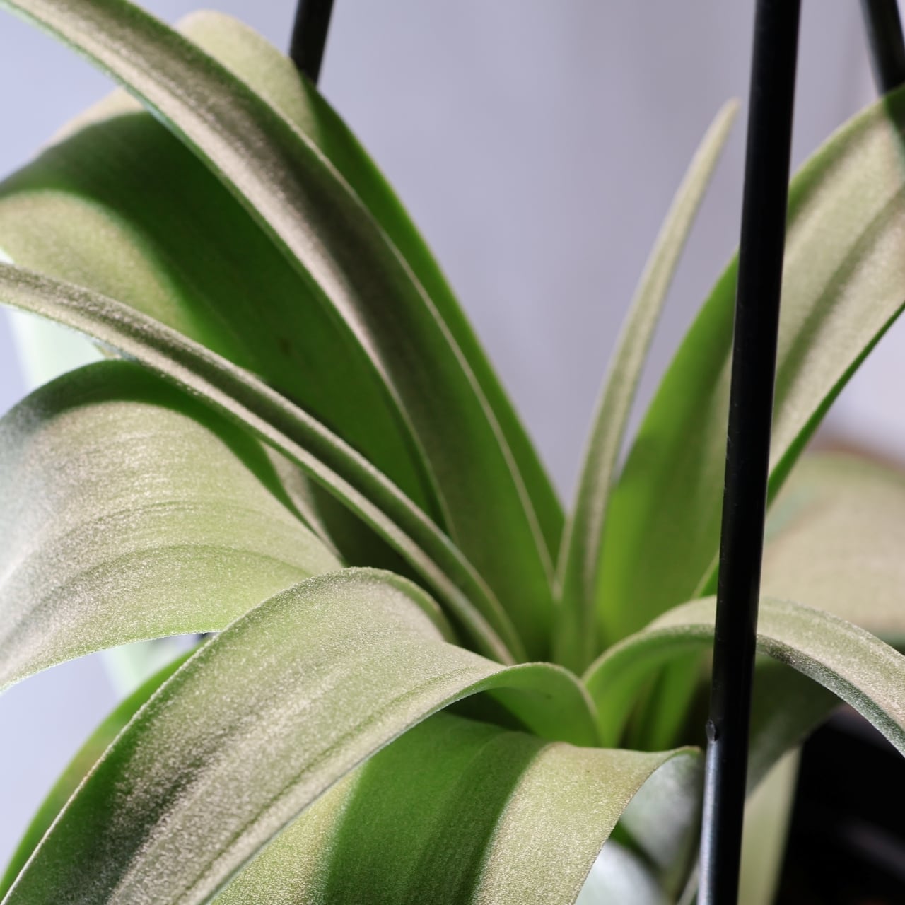 347 くるくるカール『チランジア カーリースリム Tillandsia Curly 347 くるくるカール『チランジア カーリースリム Tillandsia Curly