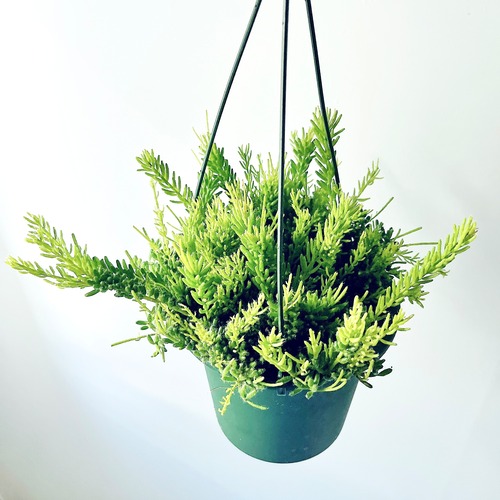 水やりも、見た目も、スマートに。リプサリス・メセンブリアンテモイデス｜水ラクポット仕立て（5号）