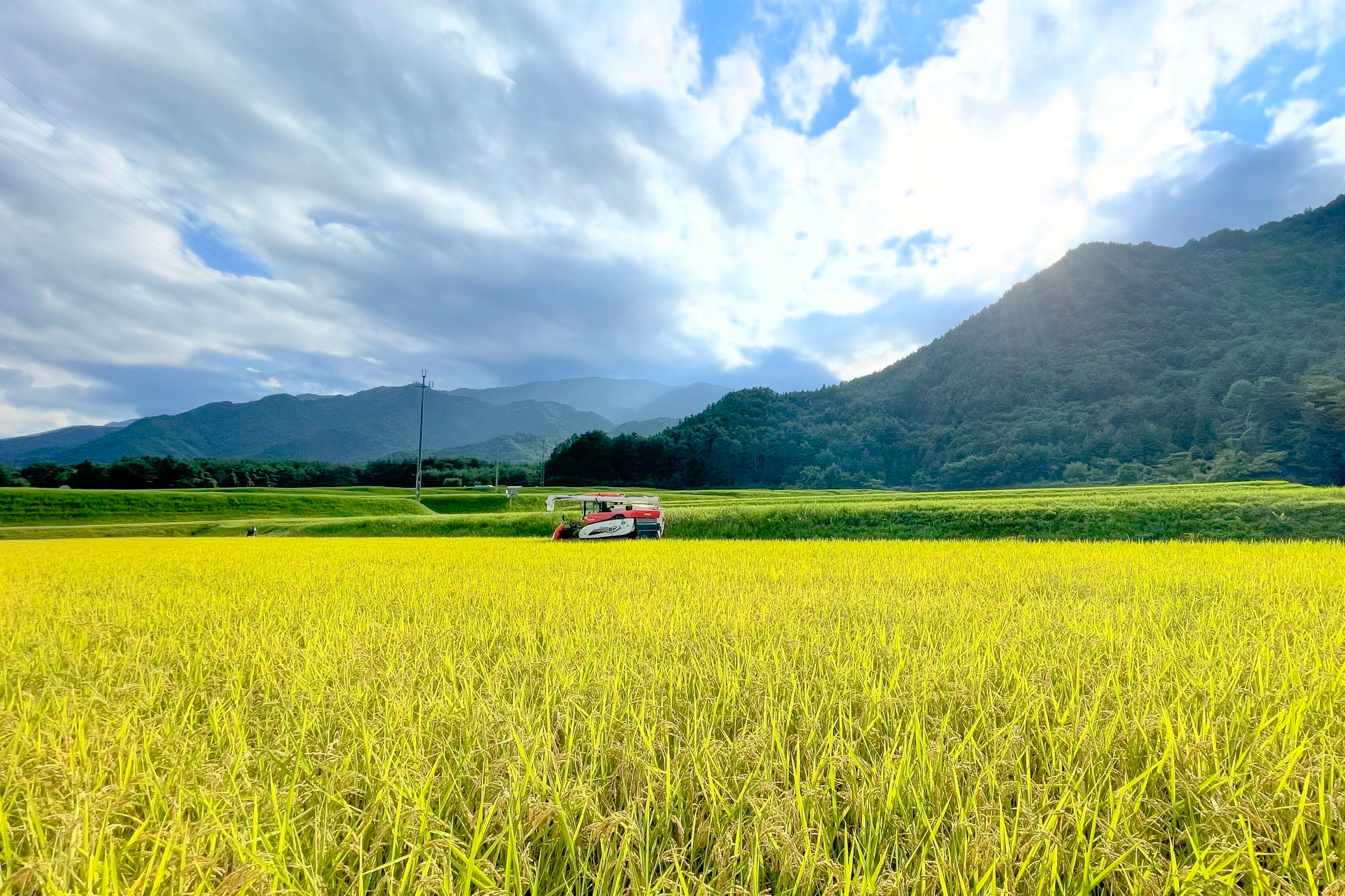 7年産新米】長野米食べ比べセット10kg(5kg+5kg) ゆめしなの