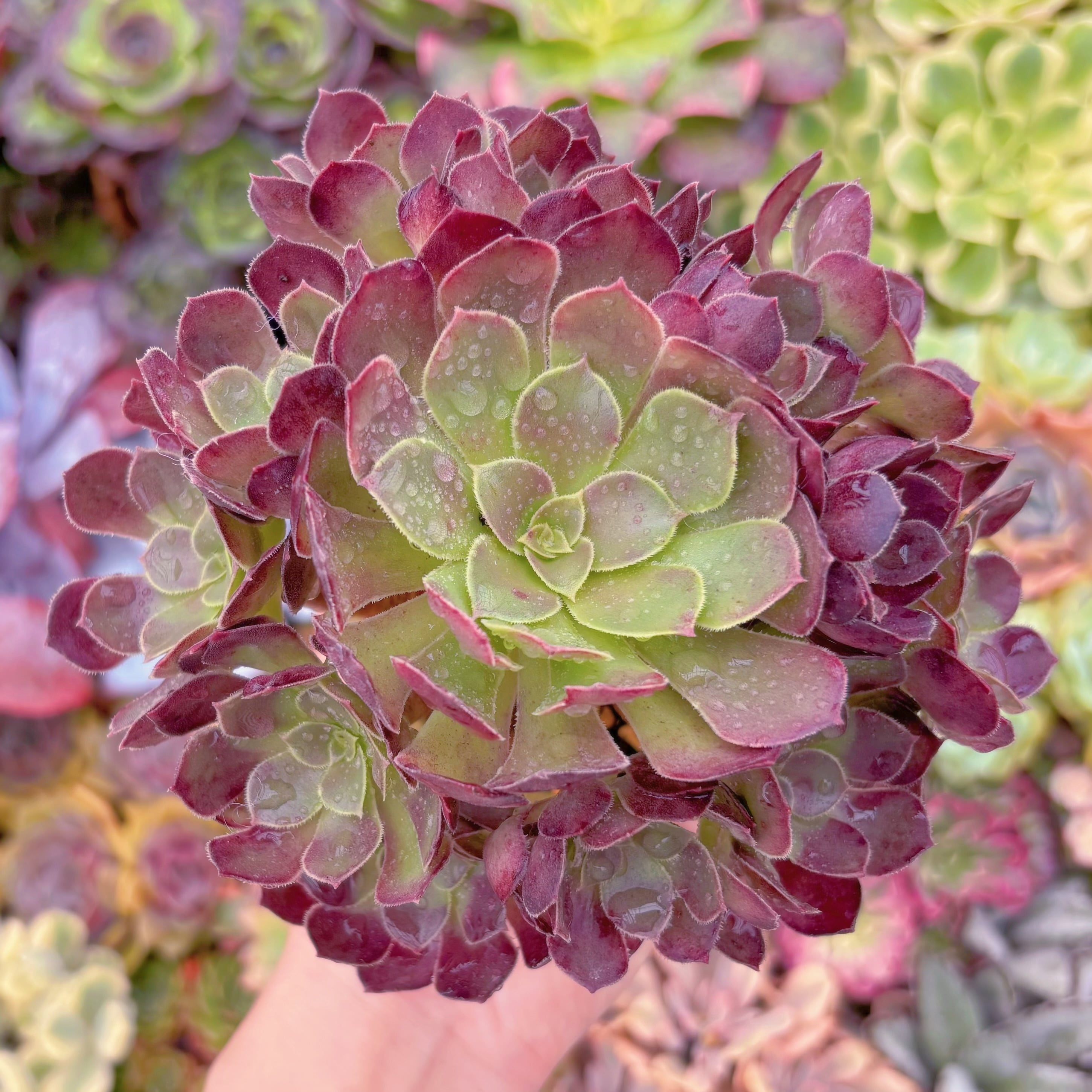 現品　plum purdy#573　群生　るる農園