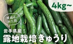 【ご自宅用に♪】岩手県産！「露地栽培きゅうり」約4kg～