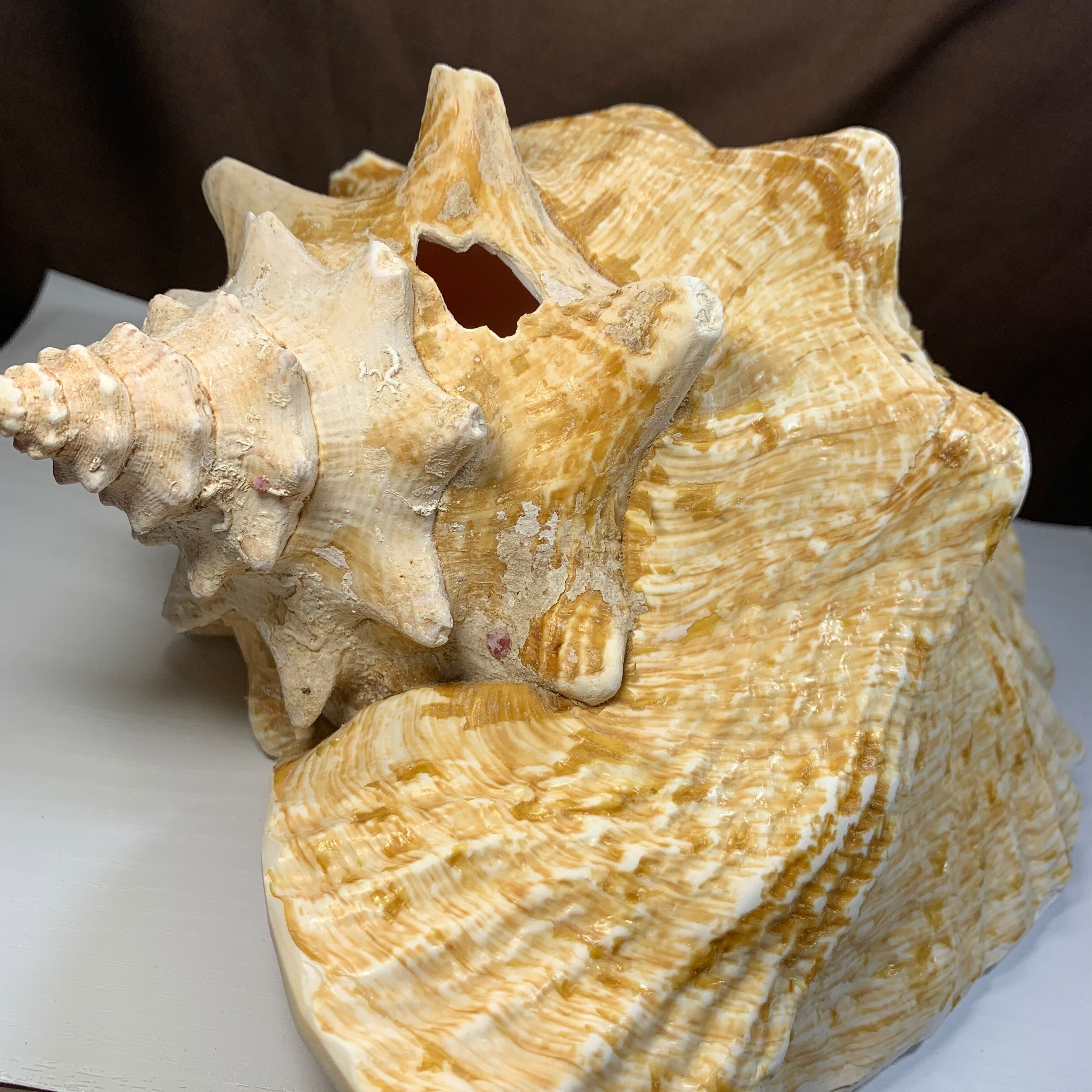 5.クイーンコンクシェル貝母・貝殻 | Naturaltreasure