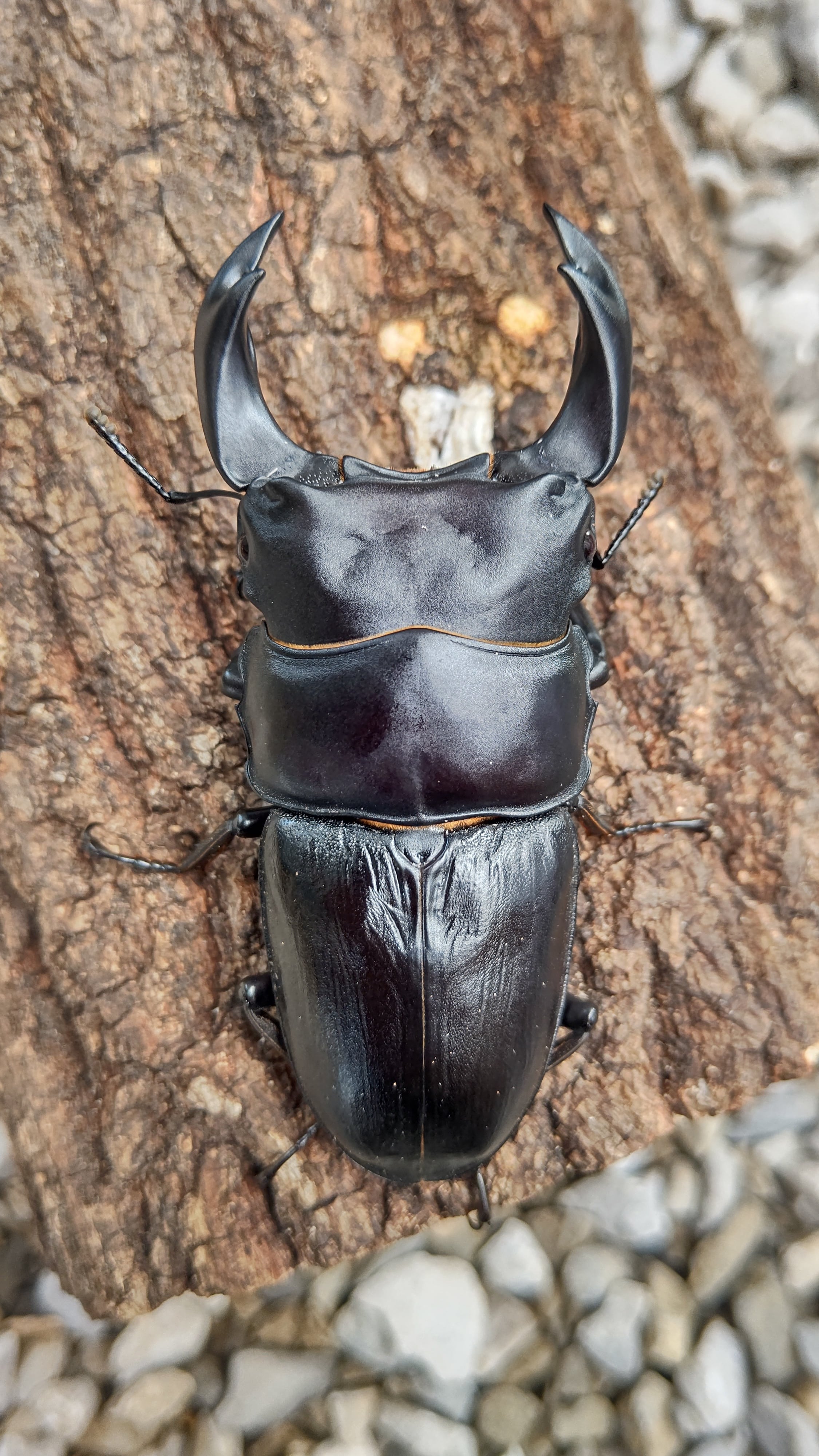 貴重！！【オオクワBB】国産オオクワガタ 奈良輪川西血統、元木SPペア