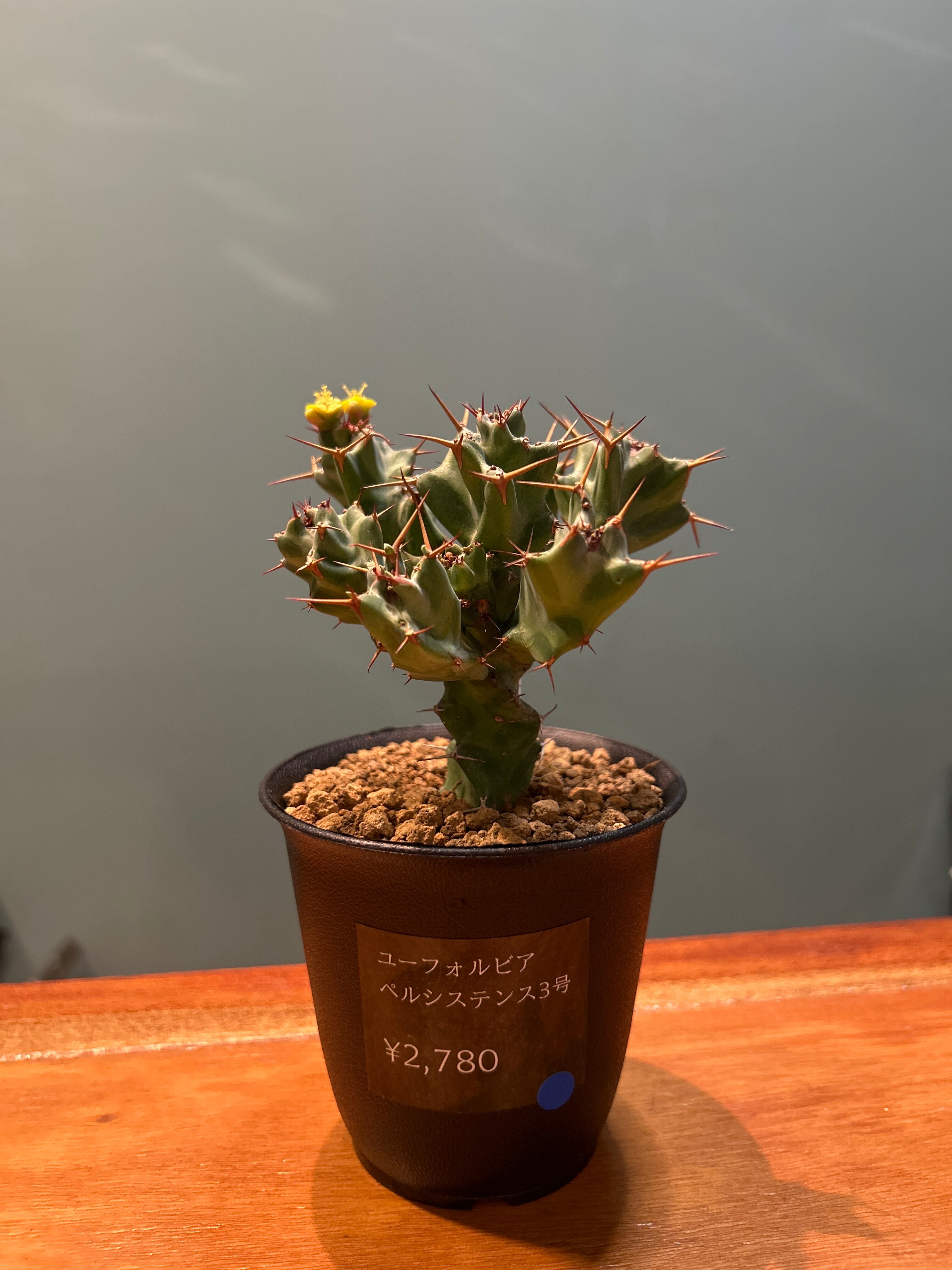 ユーフォルビア ペルシステンス3号② | 植物との暮らし apricot