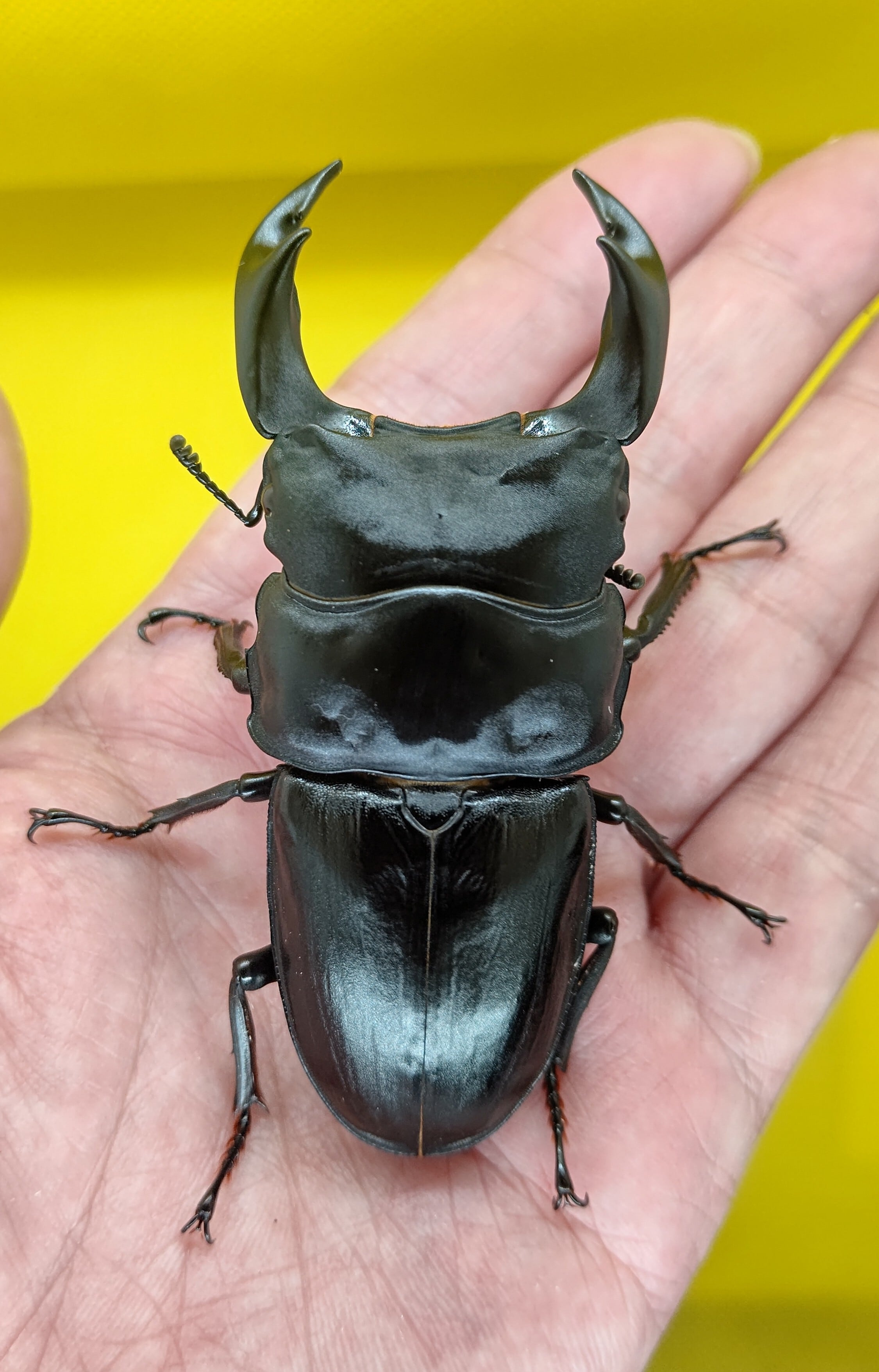 特選ペア オオクワガタ 奈良輪川西 ♂84 ♀57