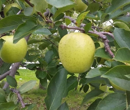 こだわりリンゴ　王林　10kg（贈答用）　長内良蔵農園｜青森県北津軽郡