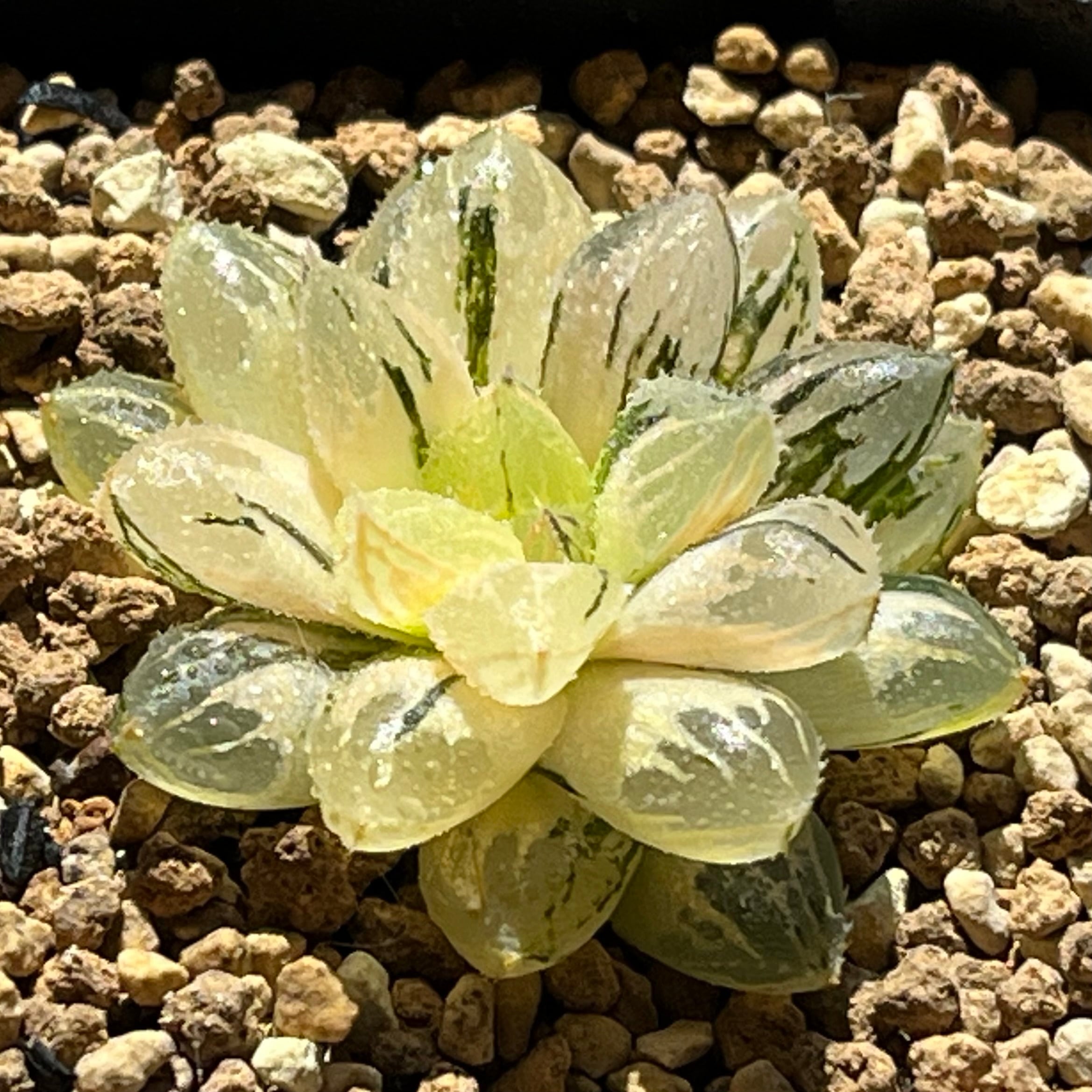 専用 オブツーサ錦 竜珠+狼蛛錦+宅配便 ハオルチア オブツーサ錦 竜珠 | mocono_plants