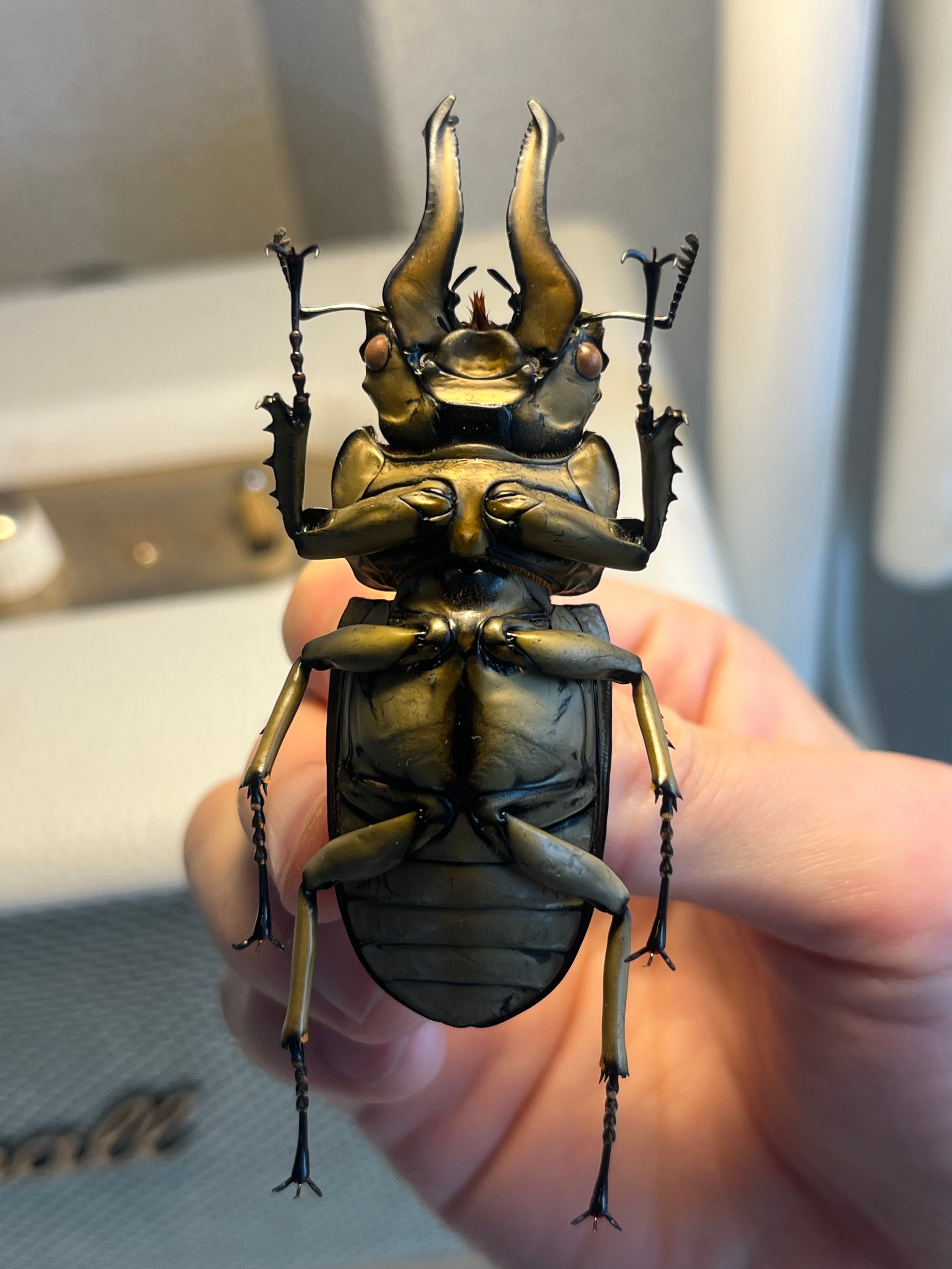 WC76mm】ローゼンベルグオウゴンオニクワガタ Allotopus タランドゥス