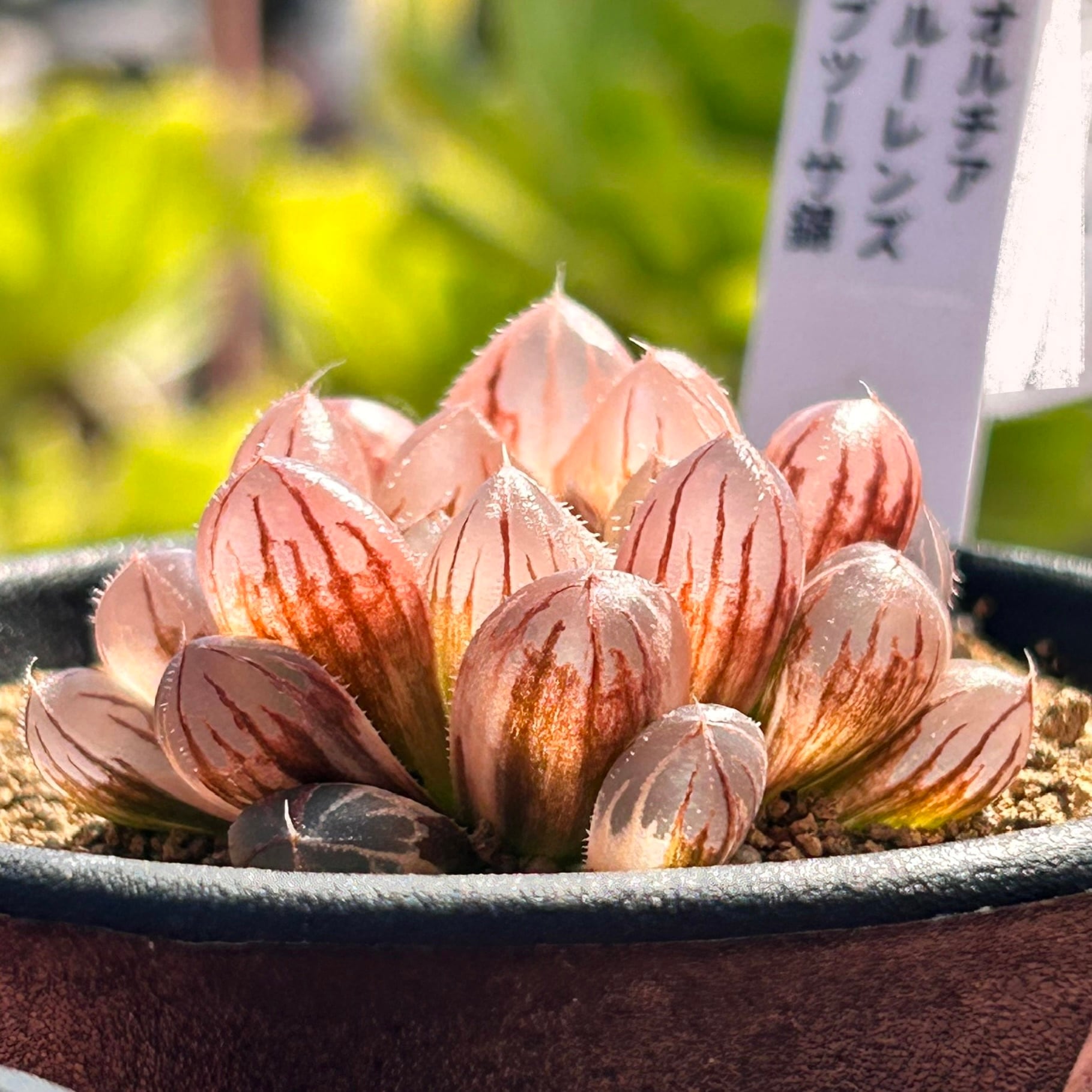 T) ブルーレンズ オブツーサ錦 ハオルチア | RuPo 多肉植物専門店