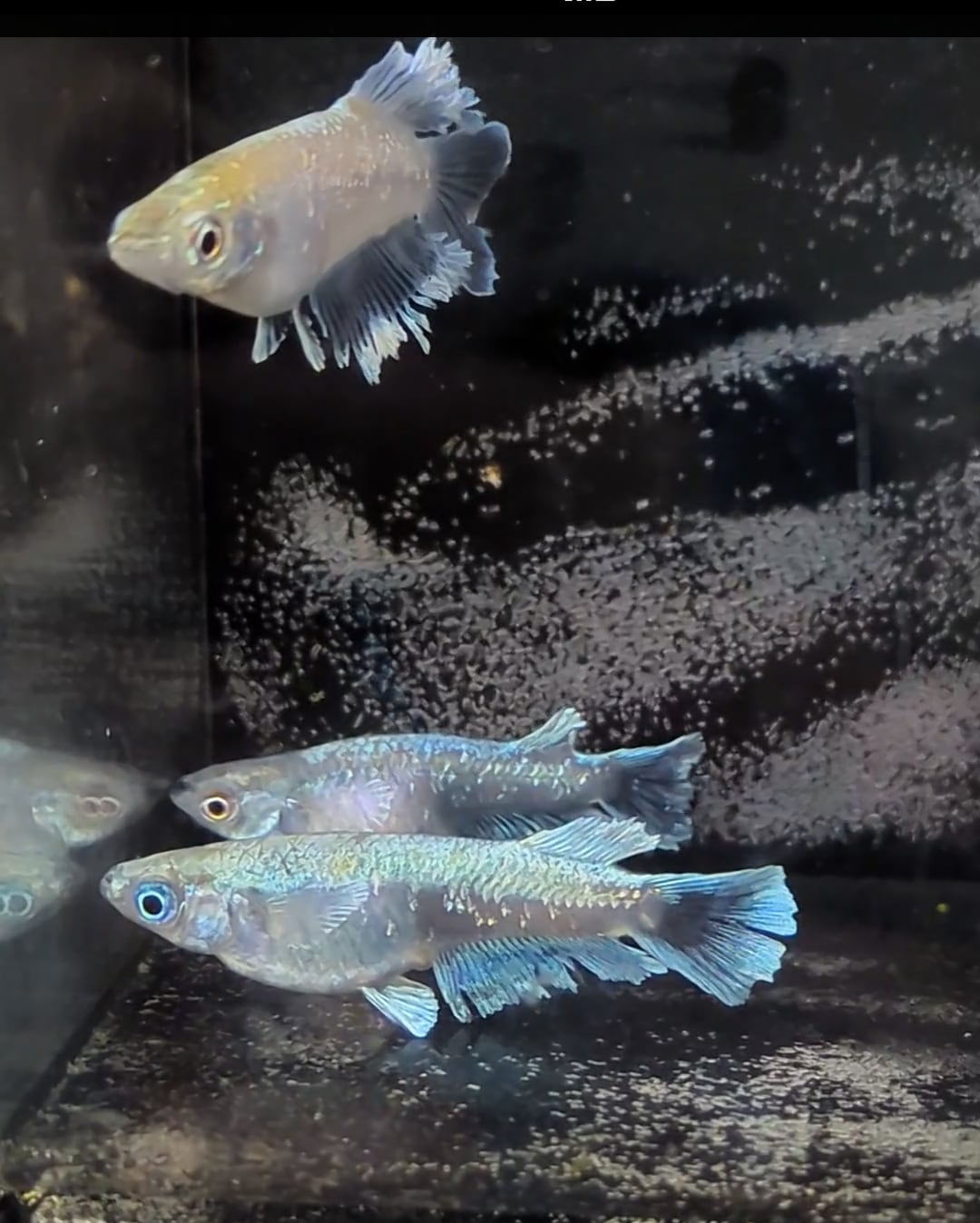 メダカ　若魚 マリアージュキッシングワイドフィン 若魚1ペア2匹 メダカ水槽 メダカ