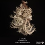 【送料無料】stellifera Clump〔エアプランツ〕現品発送T4509