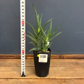 【クリアランス】アロエ　カスティロニアエ【507】【再撮影】【◇】