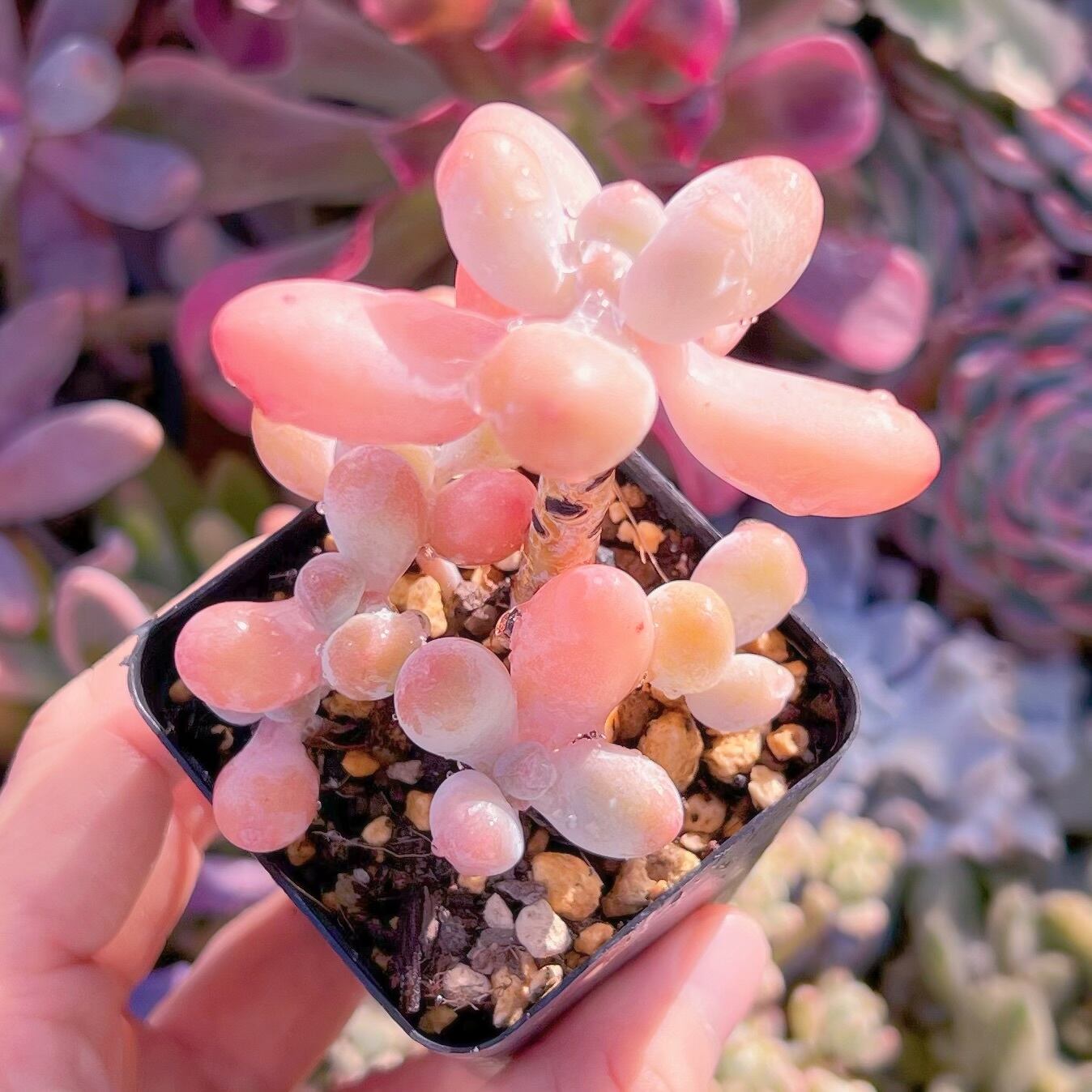 現品　パトリックスター#616   古株　るる農園