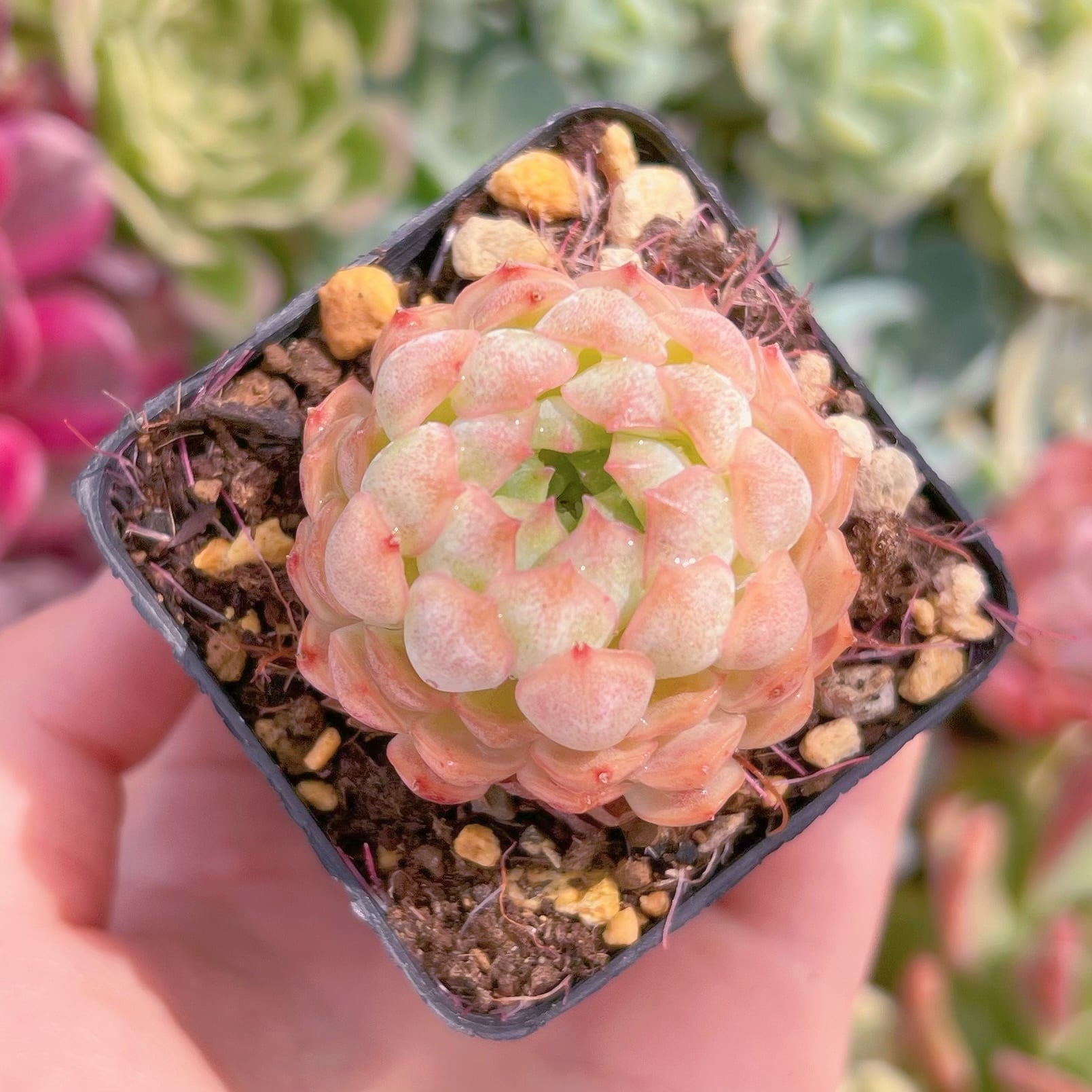 現物　バタフライリーフピオニー#835　るる農園