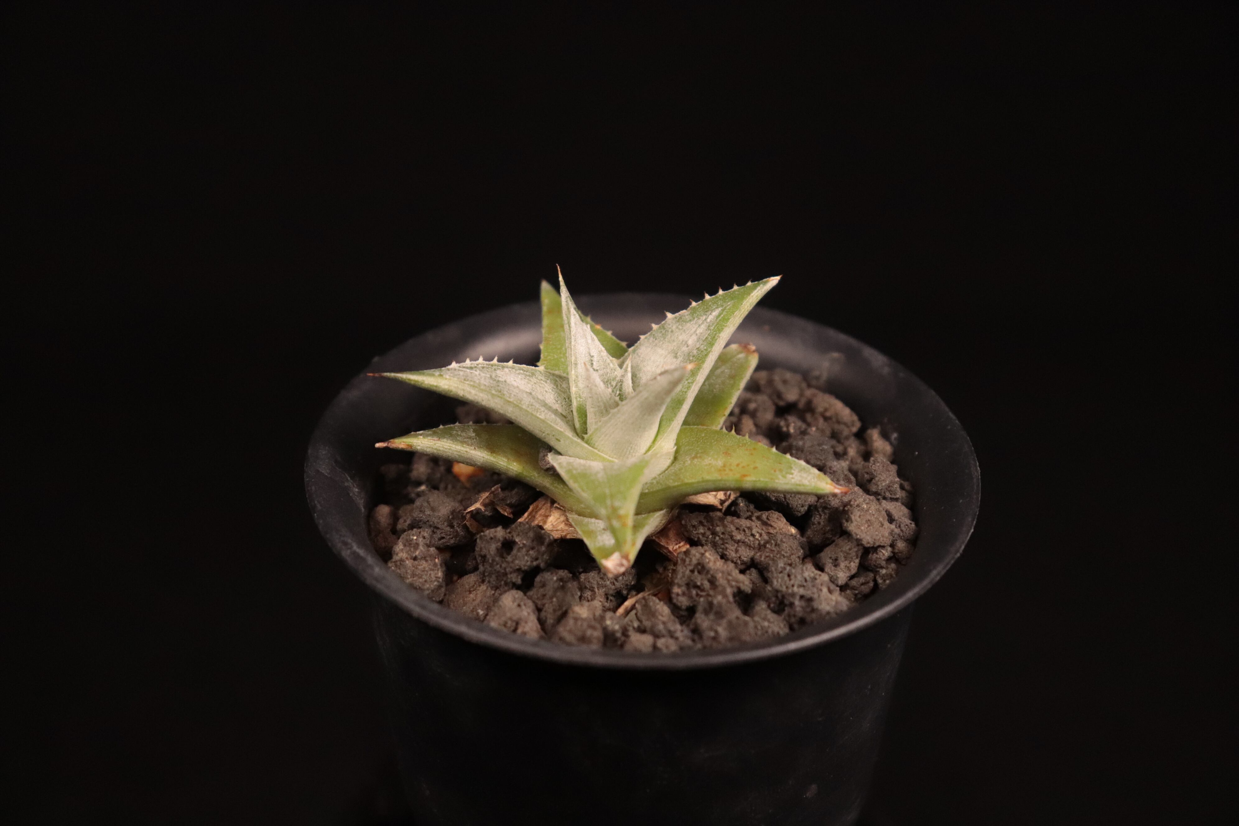 送料無料】Dyckia 'Zebra'〔ディッキア〕現品発送D0474 | plane plants