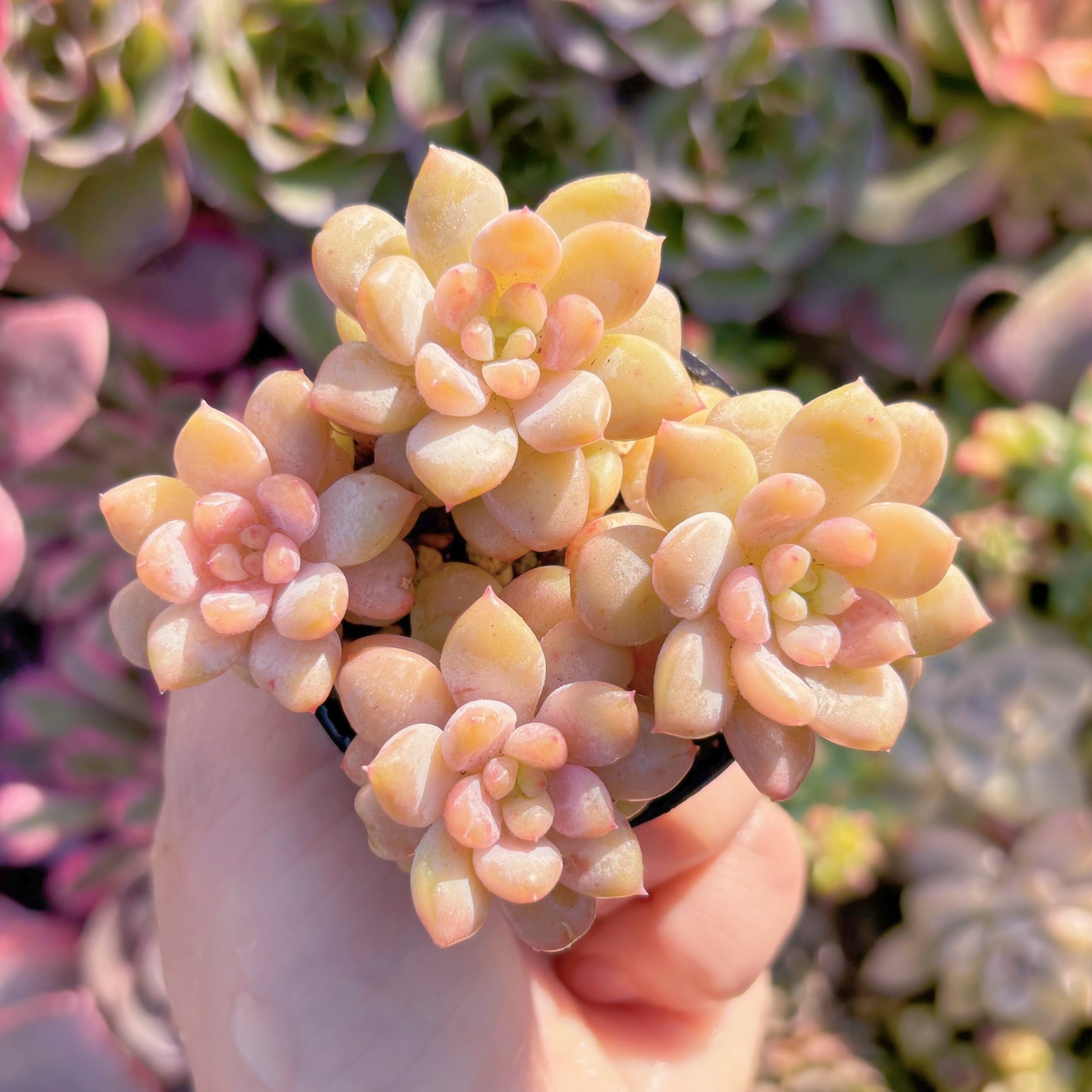 多肉植物　サンシャインローズ(S)　群生　新入荷　るる農園