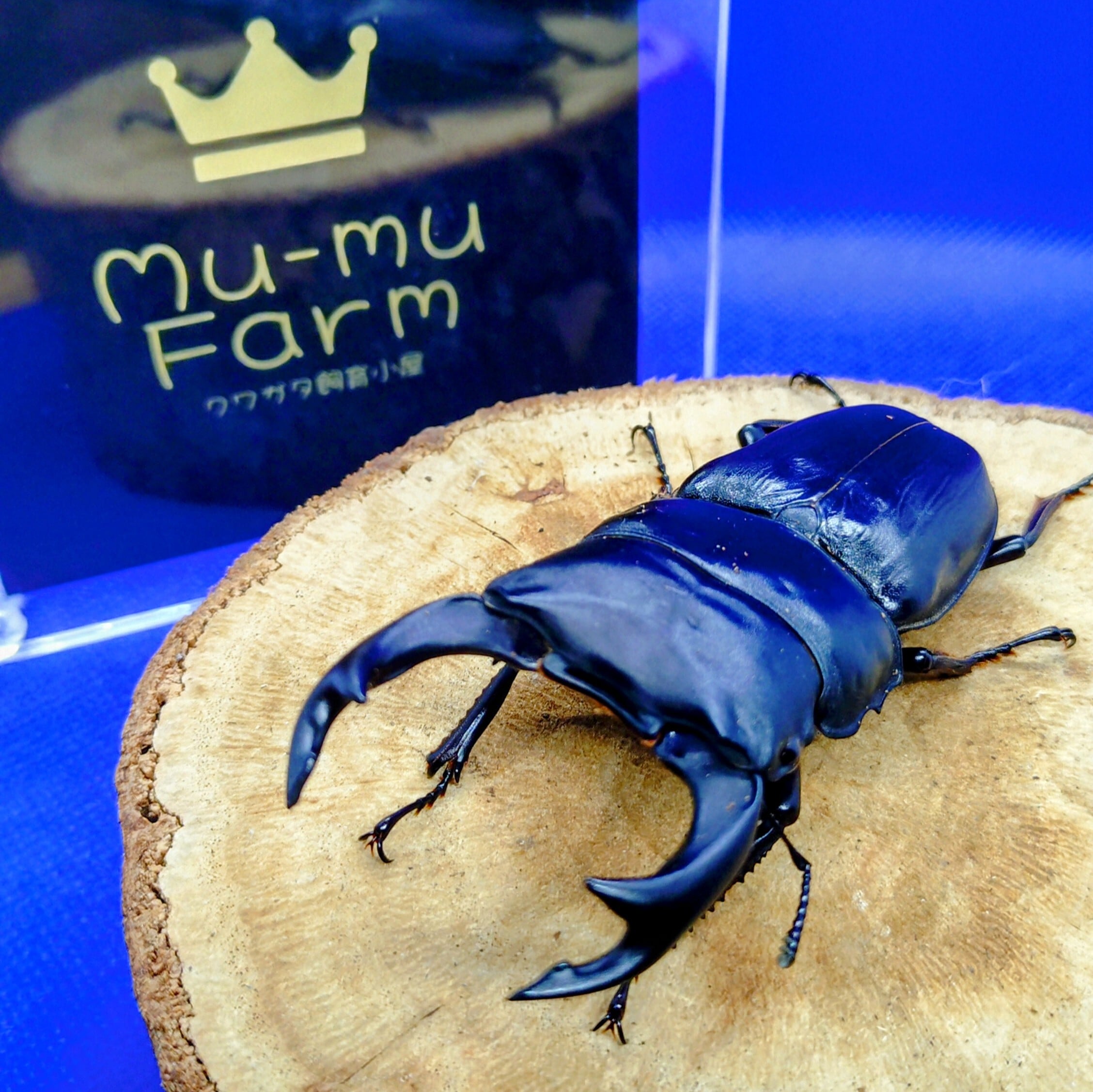 特大メタリフェルホソアカクワガタ　ペレン島 メタリフェルホソアカクワガタ 亜種フィナエの情報 | わたくわの飼育記