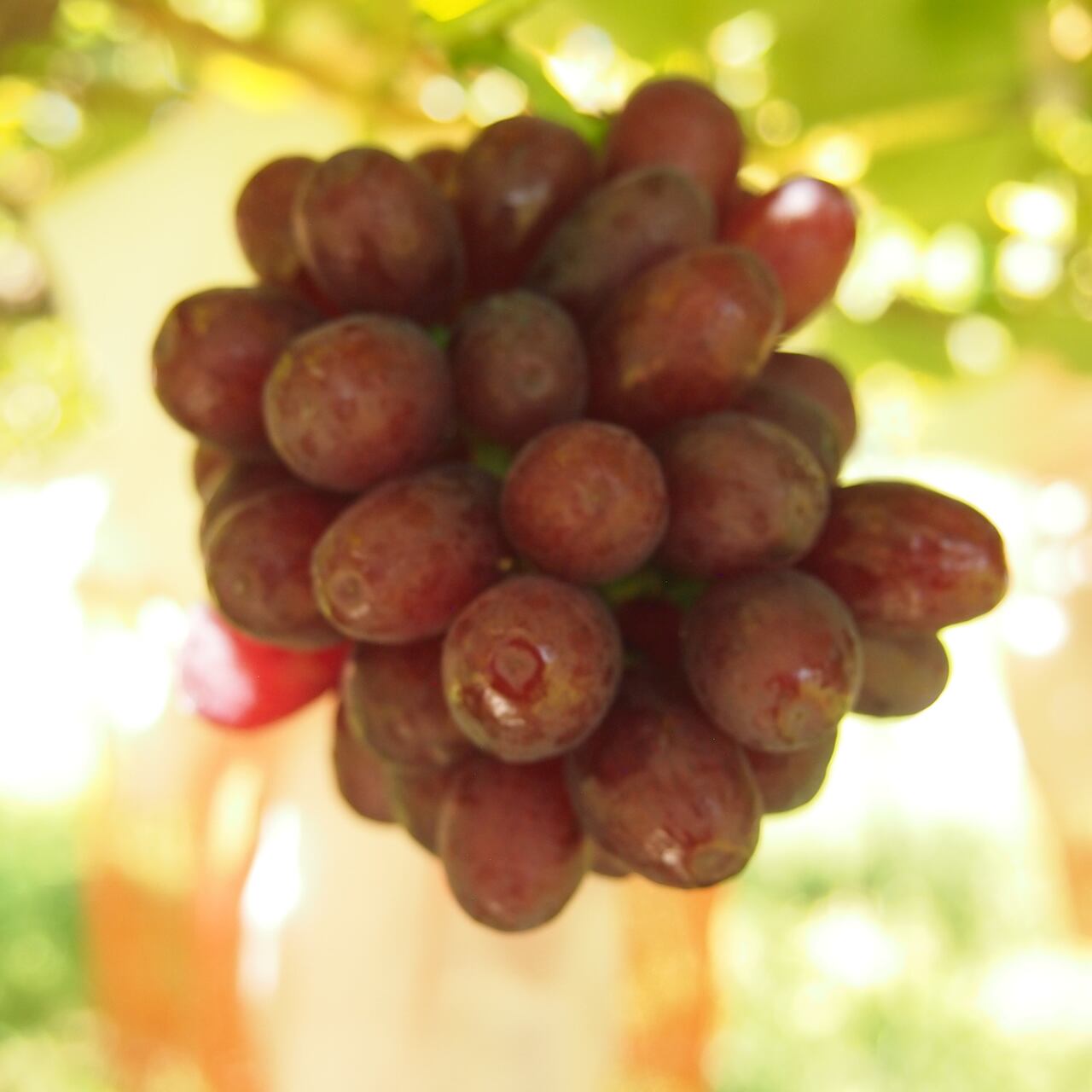 希少葡萄♡クイーンセブン♡1.5㎏♡数量限定♡ 2025年8月中旬頃より収穫予定】クイーンセブン 超希少品種！種