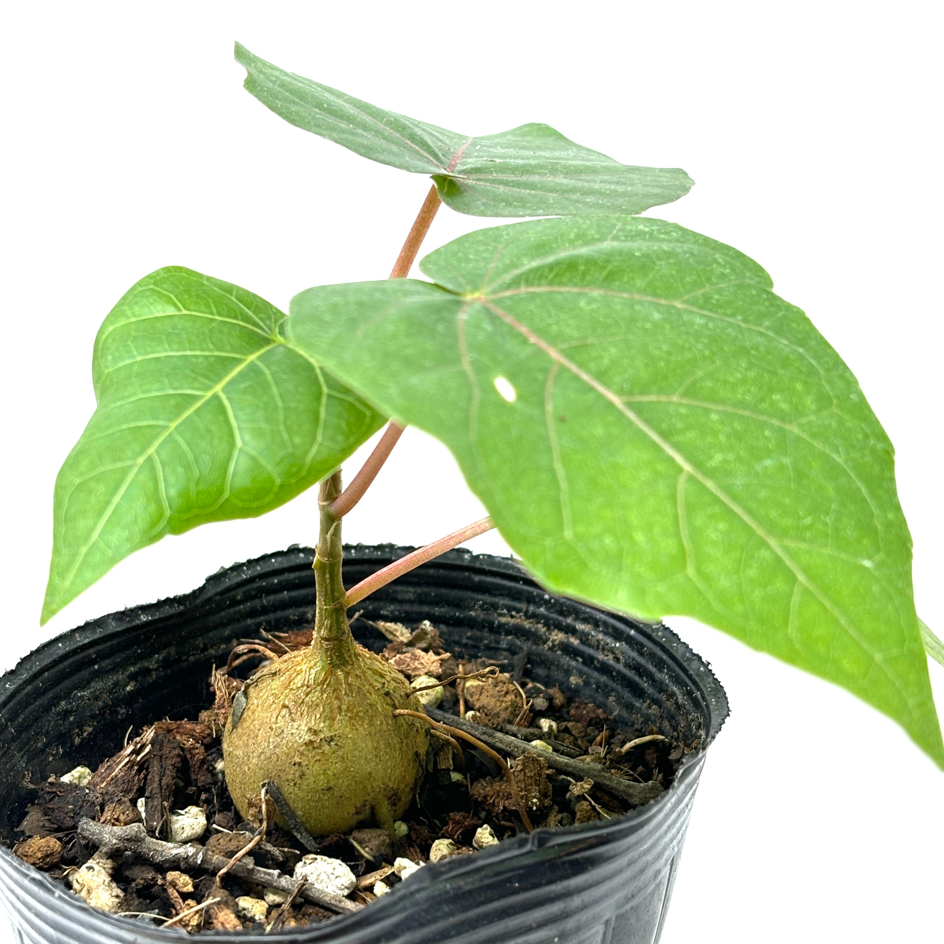 フィカス　ペティオラリス フィカス・ペティオラリス | INERMIS ～perfect plants～