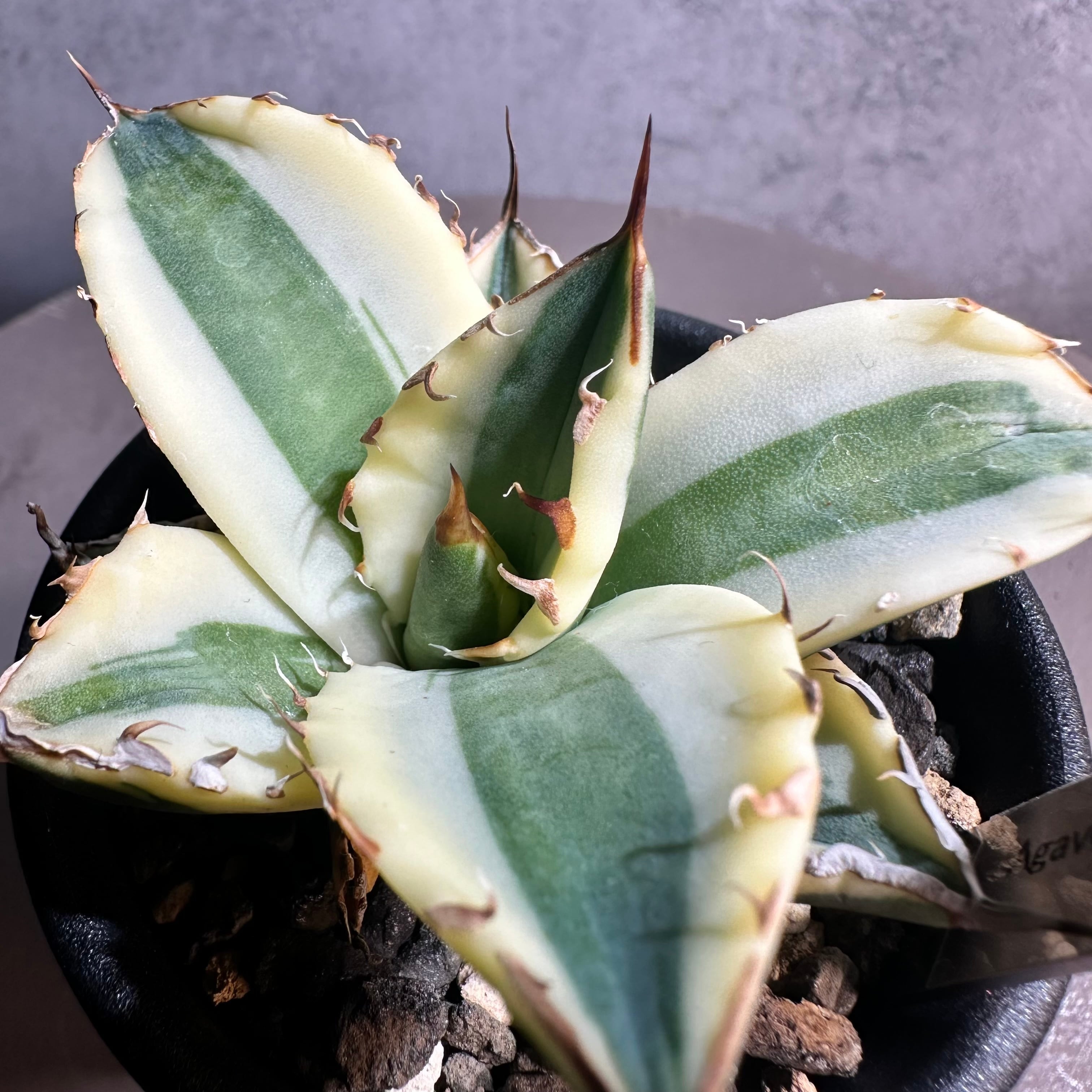 アガベ チタノタ スナグルトゥース 子株 agave titanota|花、園芸 アガベ チタノタ スナグルトゥース 子株 agave titanota|花、園芸