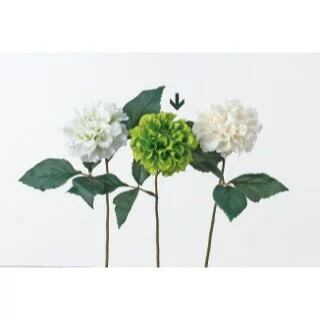 ダリア（感謝） 9月24日の誕生花 ダリア、萩 | かぎけん花図鑑