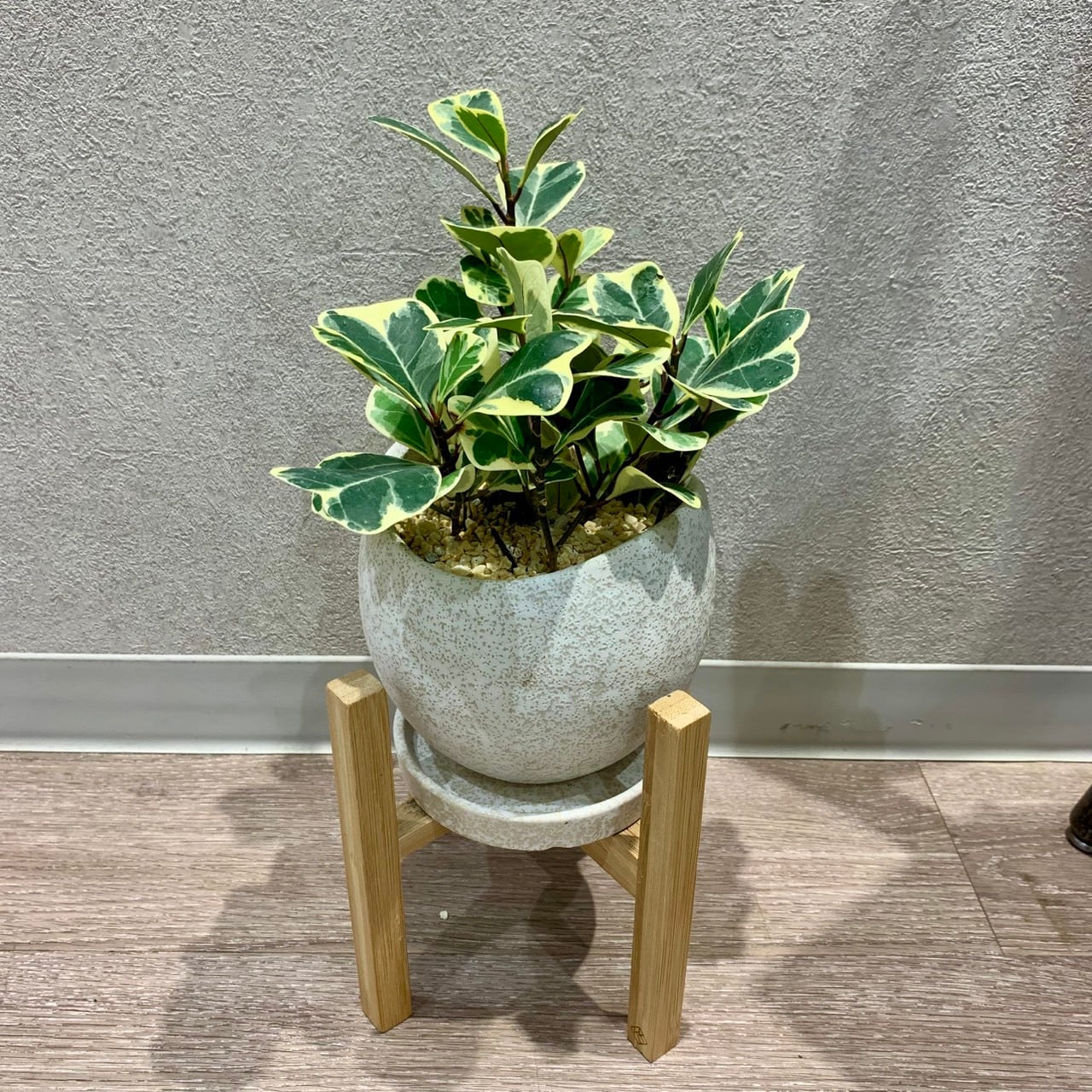 一点もの【フィッカス・スイートハート】観葉植物|クワ科|フィッカス|陶器|ギフト