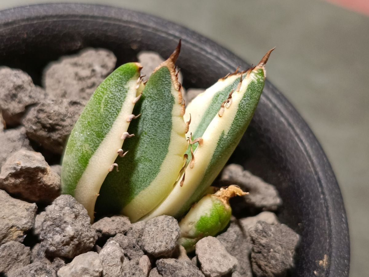 1、2枚目は親株) Agave isthmensis 'Atomic Gold' アガベ 雷帝錦