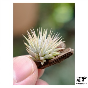 Tillandsia ionantha ’Hazelnut’ 実生