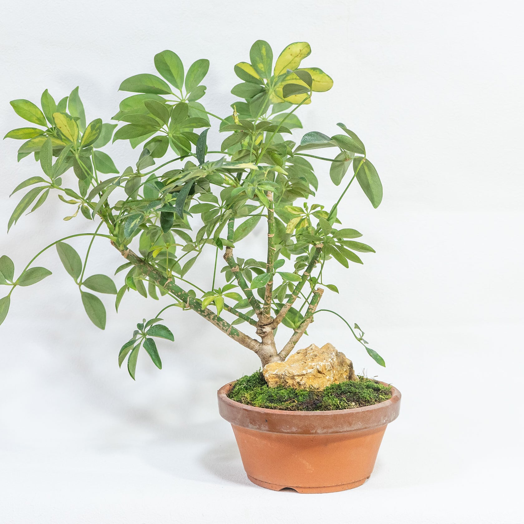 斑入り植物 シェフレラ・バリエガータ 和洋どちらにも合う盆栽風の一点物