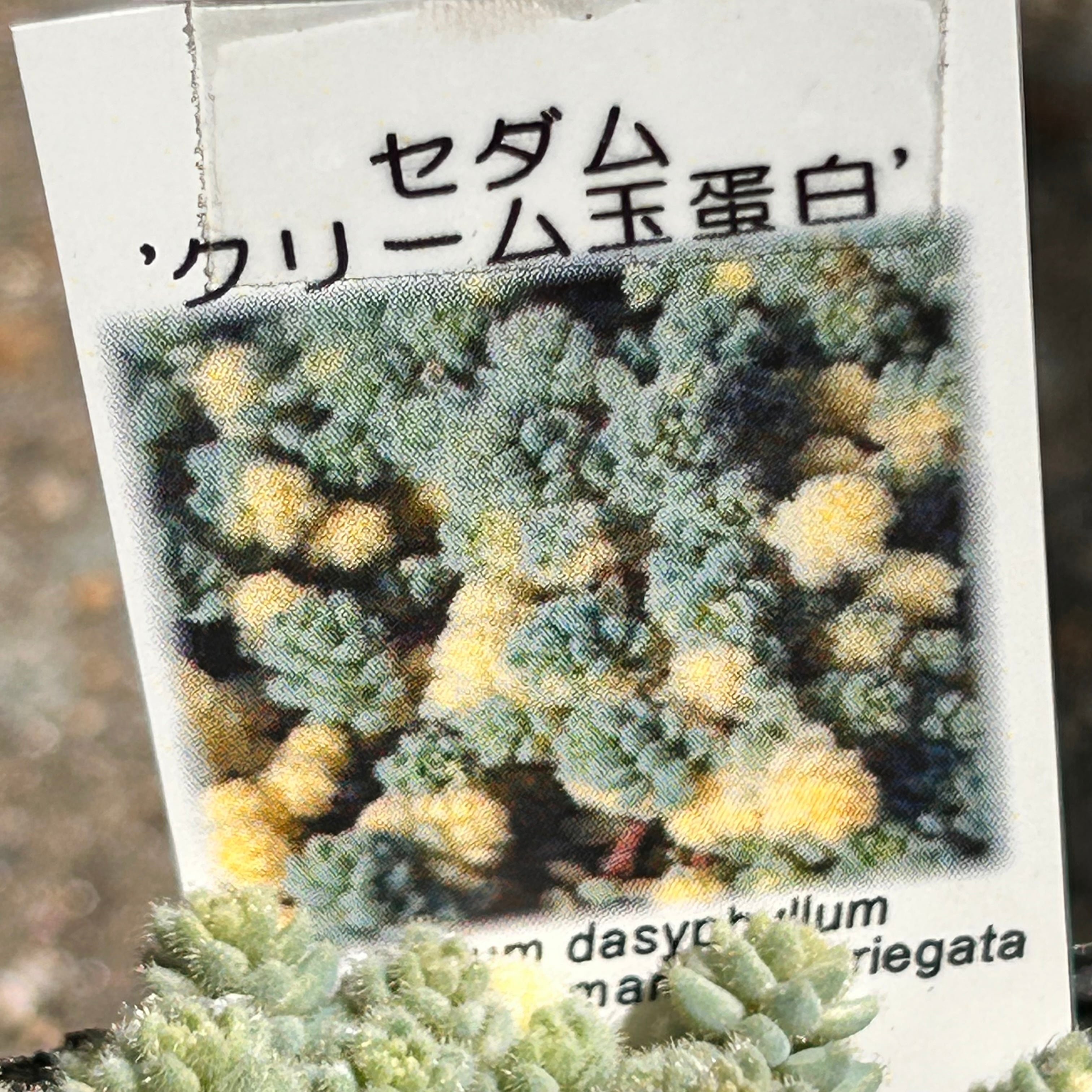 クリーム玉蛋白 | RuPo 多肉植物専門店