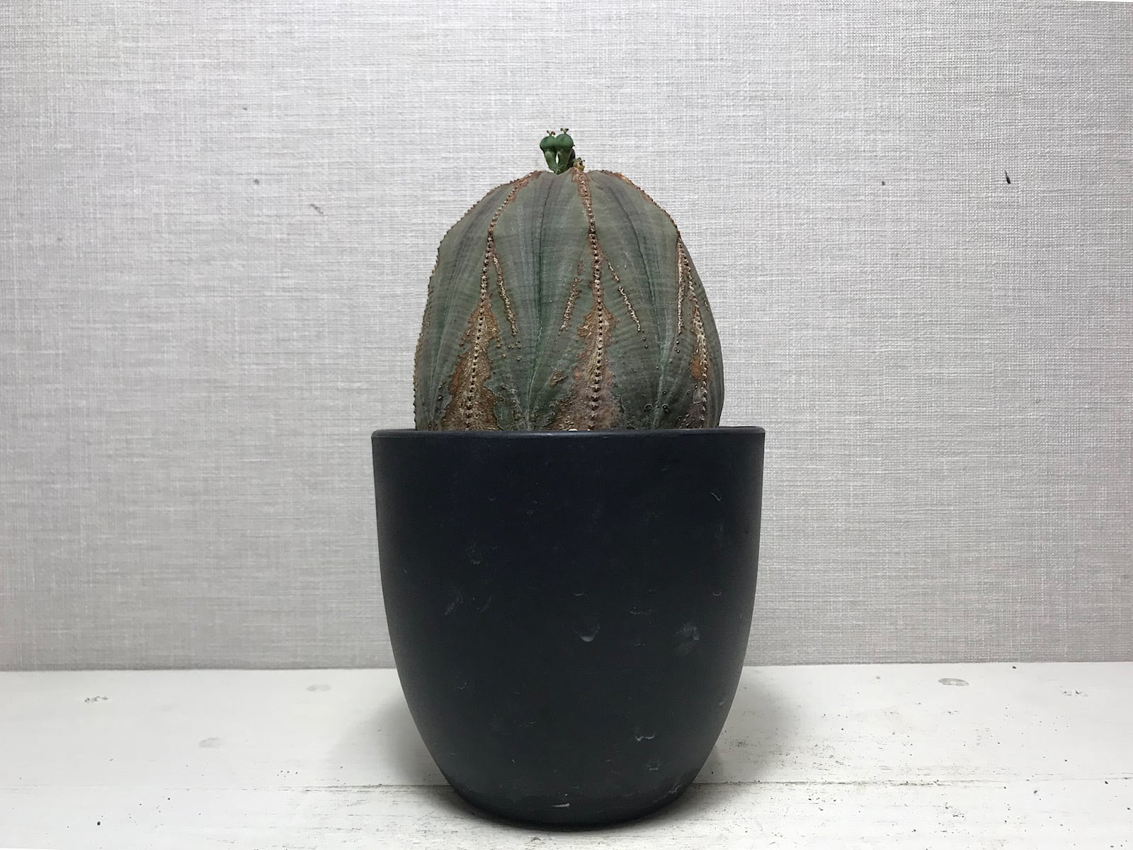 ユーフォルビア オベサ