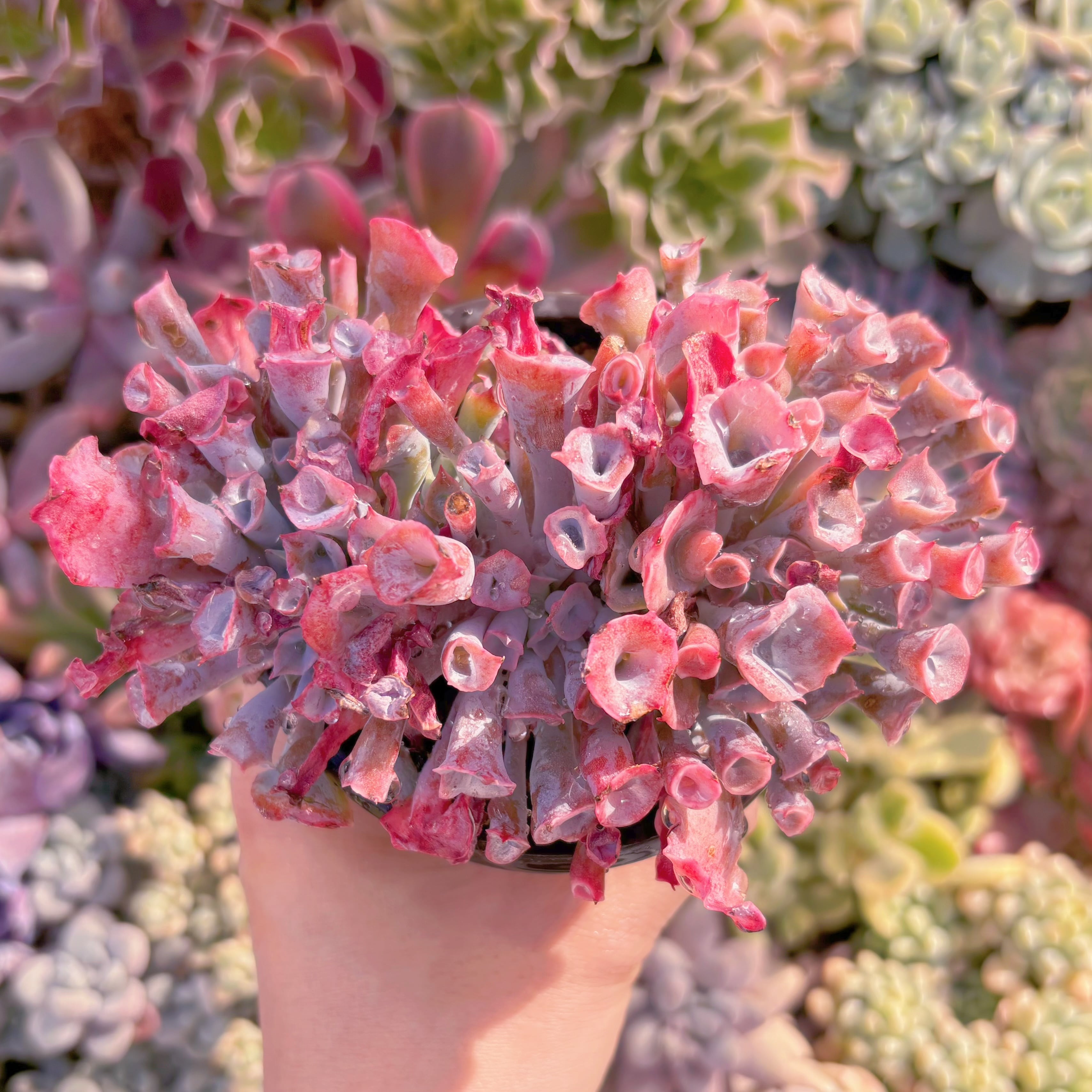 現品　魔笛#016　群生　るる農園